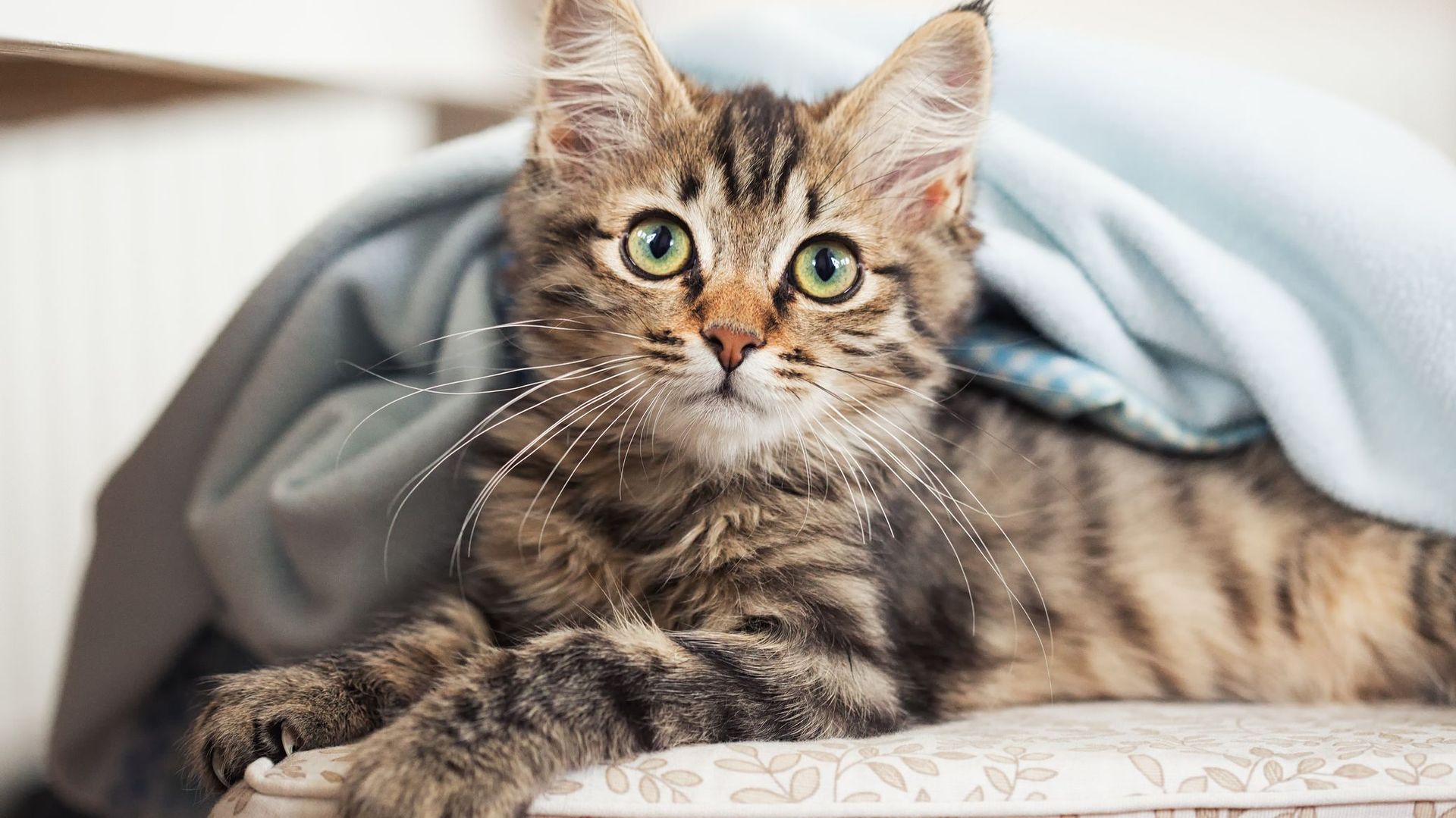 Stérilisation et enregistrement des chats : du neuf dès ce 1er novembre