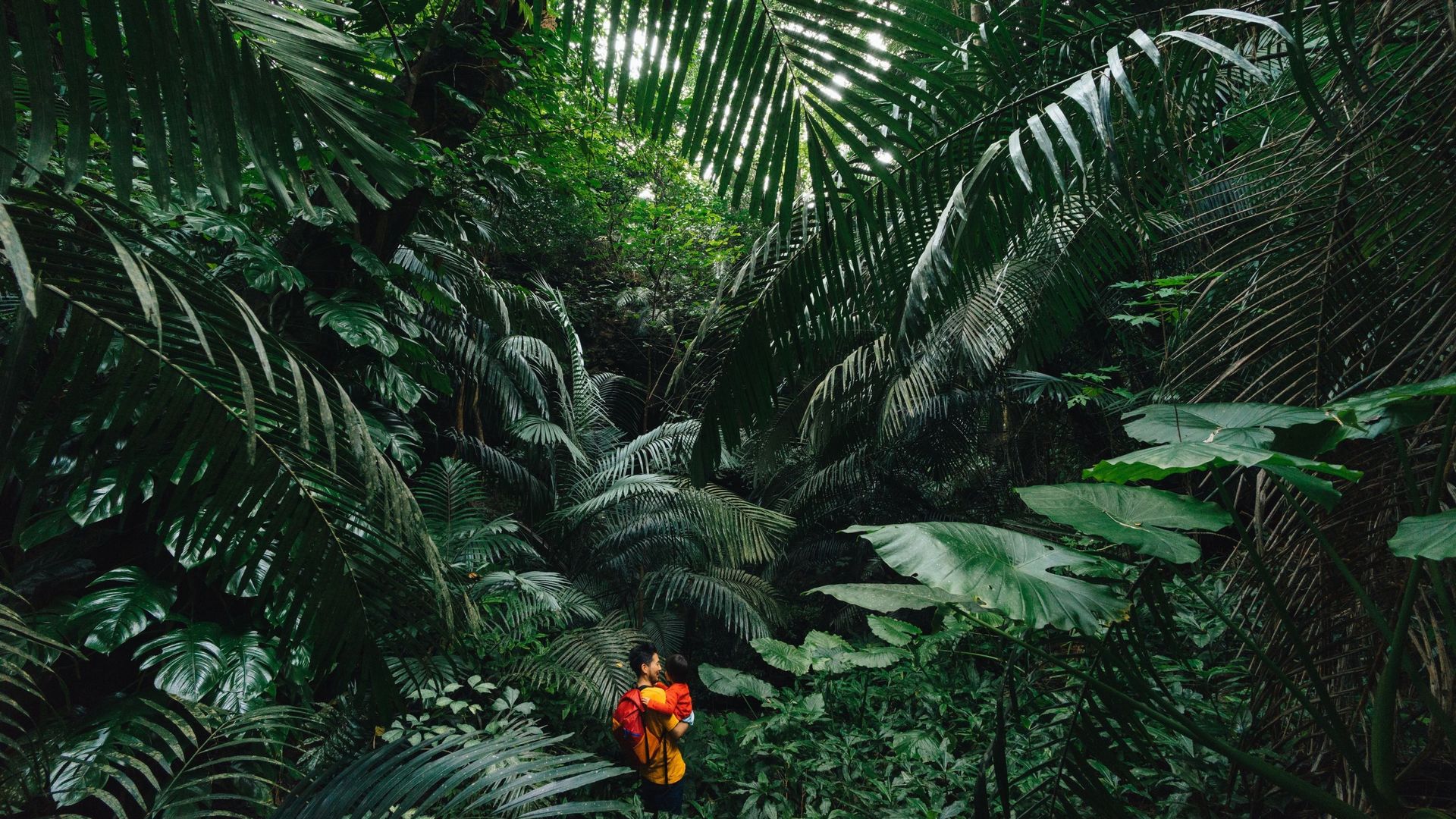 Jungle d’Iriomote, Okinawa, Japan