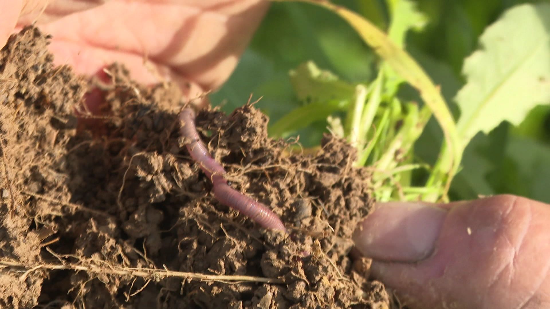Et au milieu des racines, un petit être bien utile à l’agriculteur : le ver de terre.