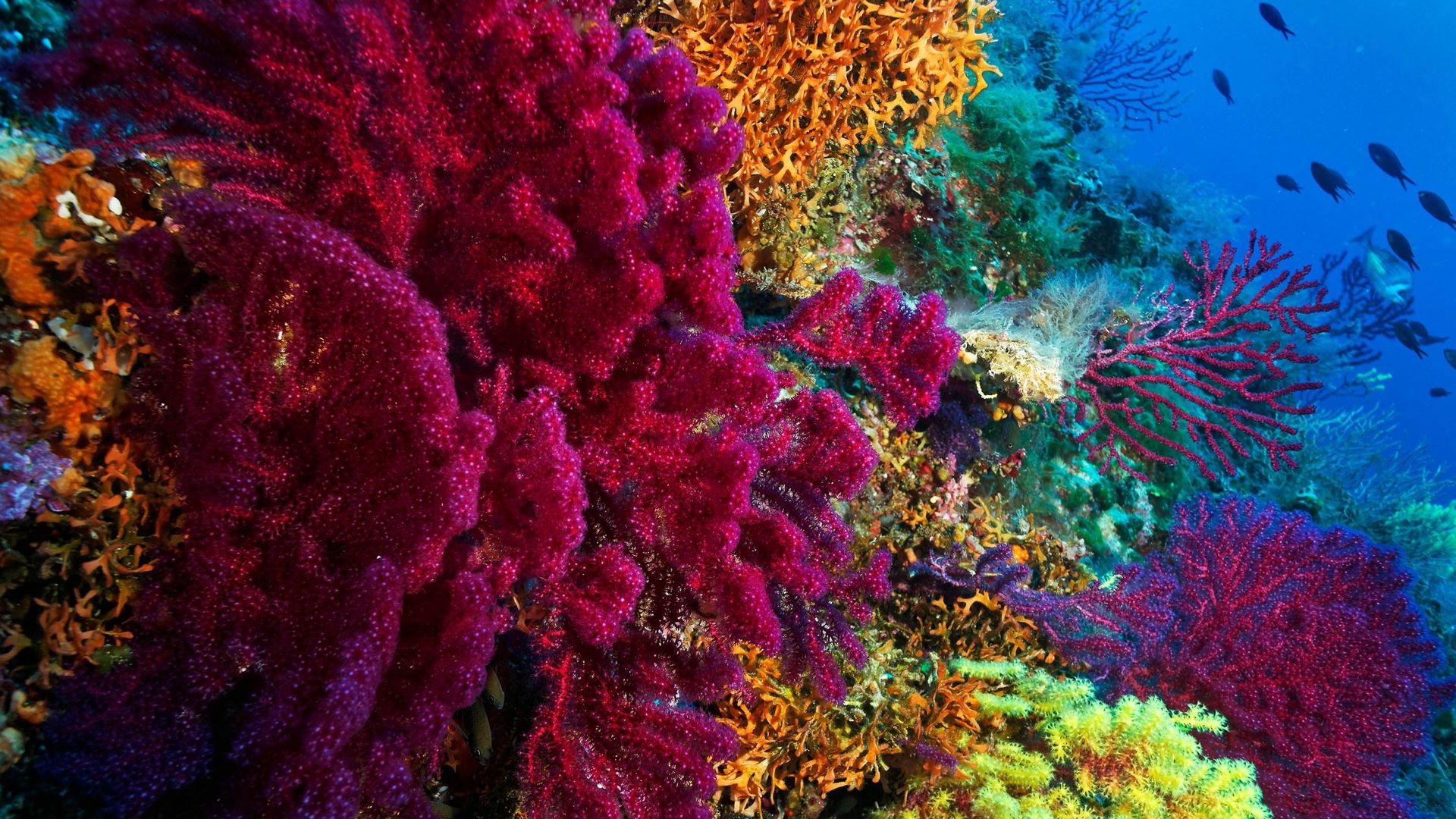 L'Acropora tenuis, espèce de corail particulièrement menacée par le réchauffement climatique, compte trois morphologies de couleur : marron, violet et jaune-vert.