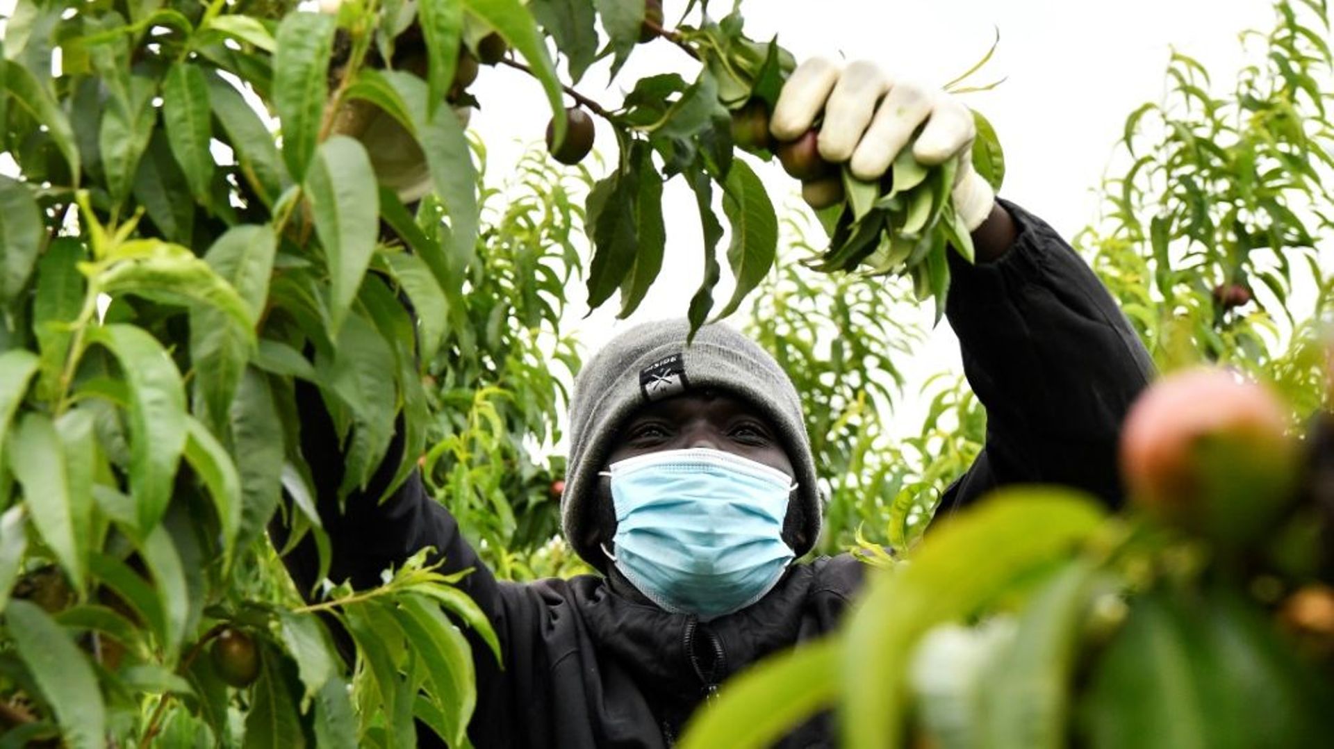 Un travailleur dans des vergers de nectarines à Alcarràs, en Espagne, le 22 mai 2021
