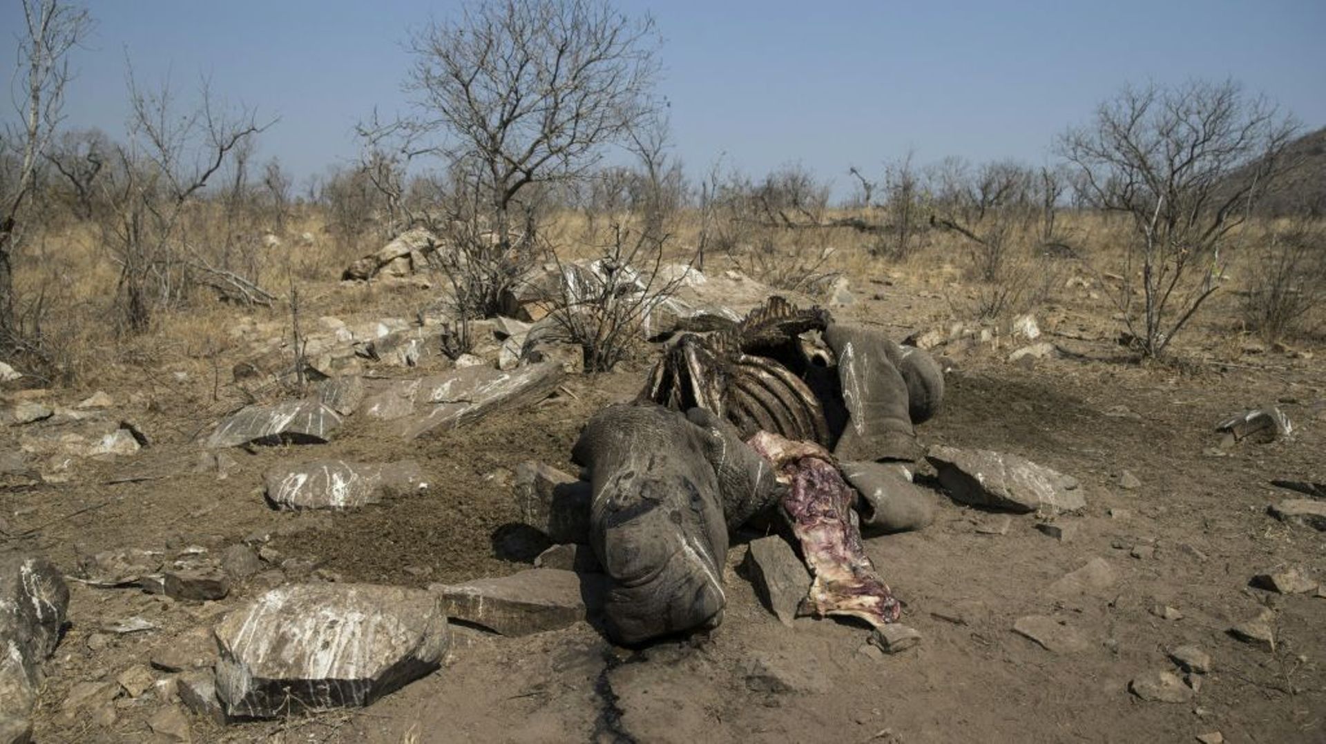 La carcasse d'un rhinocéros blanc abattu par des braconniers dans le parc national Kruger, en Afrique du Sud, le 21 août 2018. 