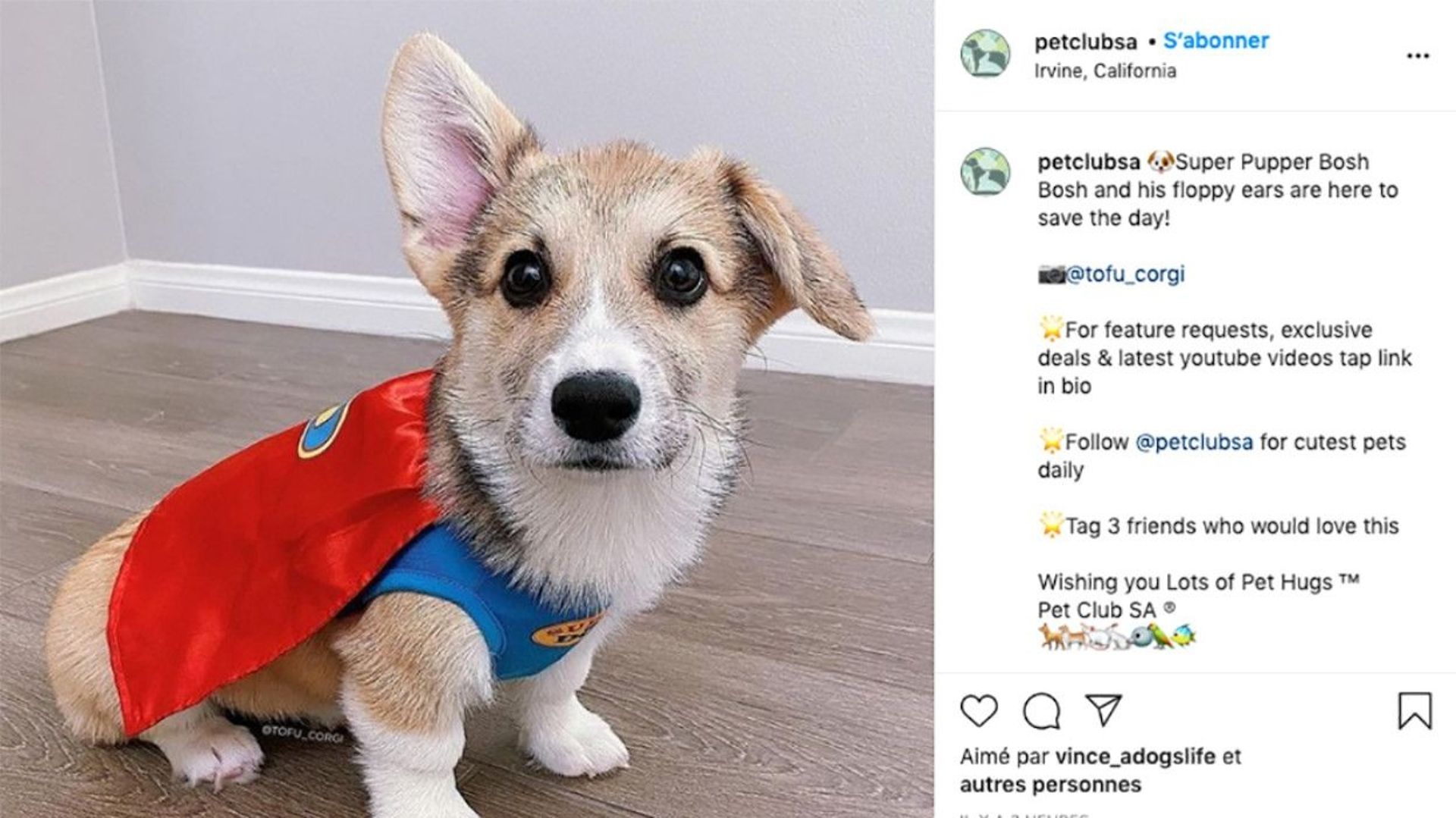 Plutôt chien ou chat ? Sur Instagram, les Français plébiscitent les photos de chiens.