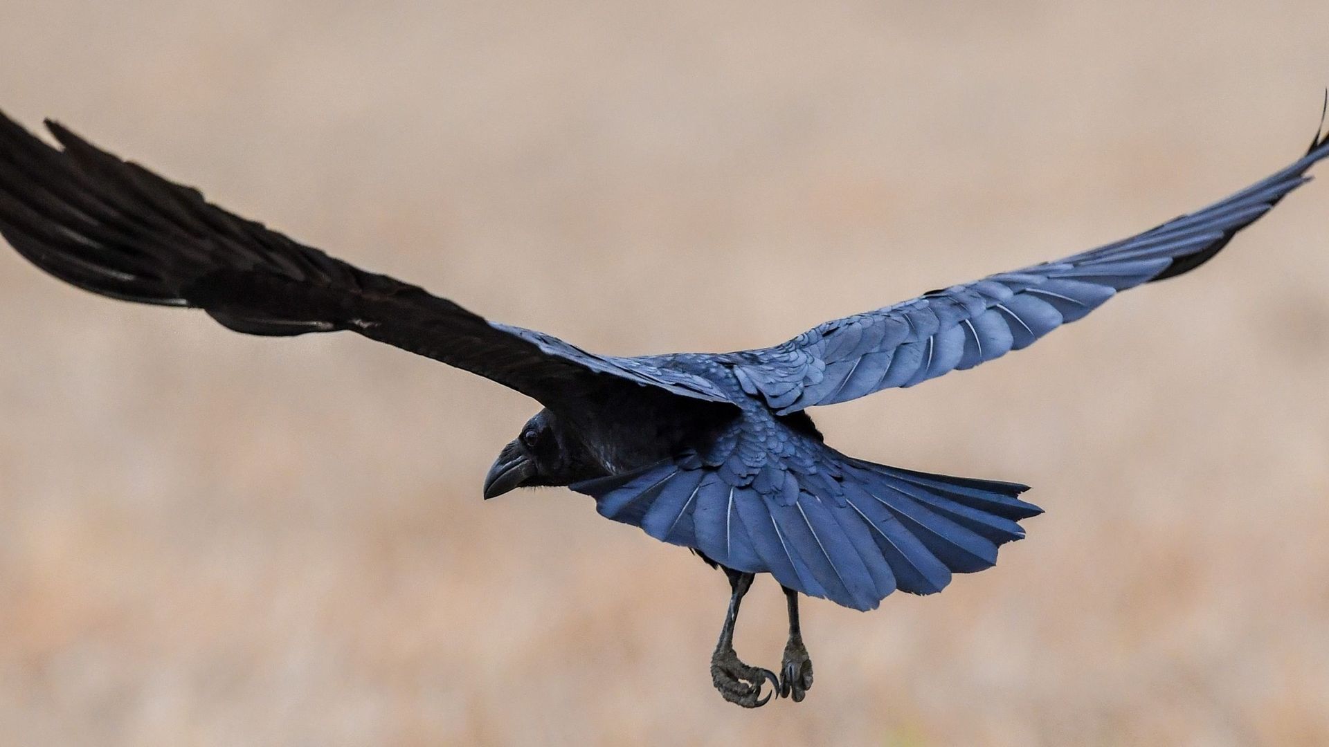 Des corbeaux capables de reproduire un objet de mémoire