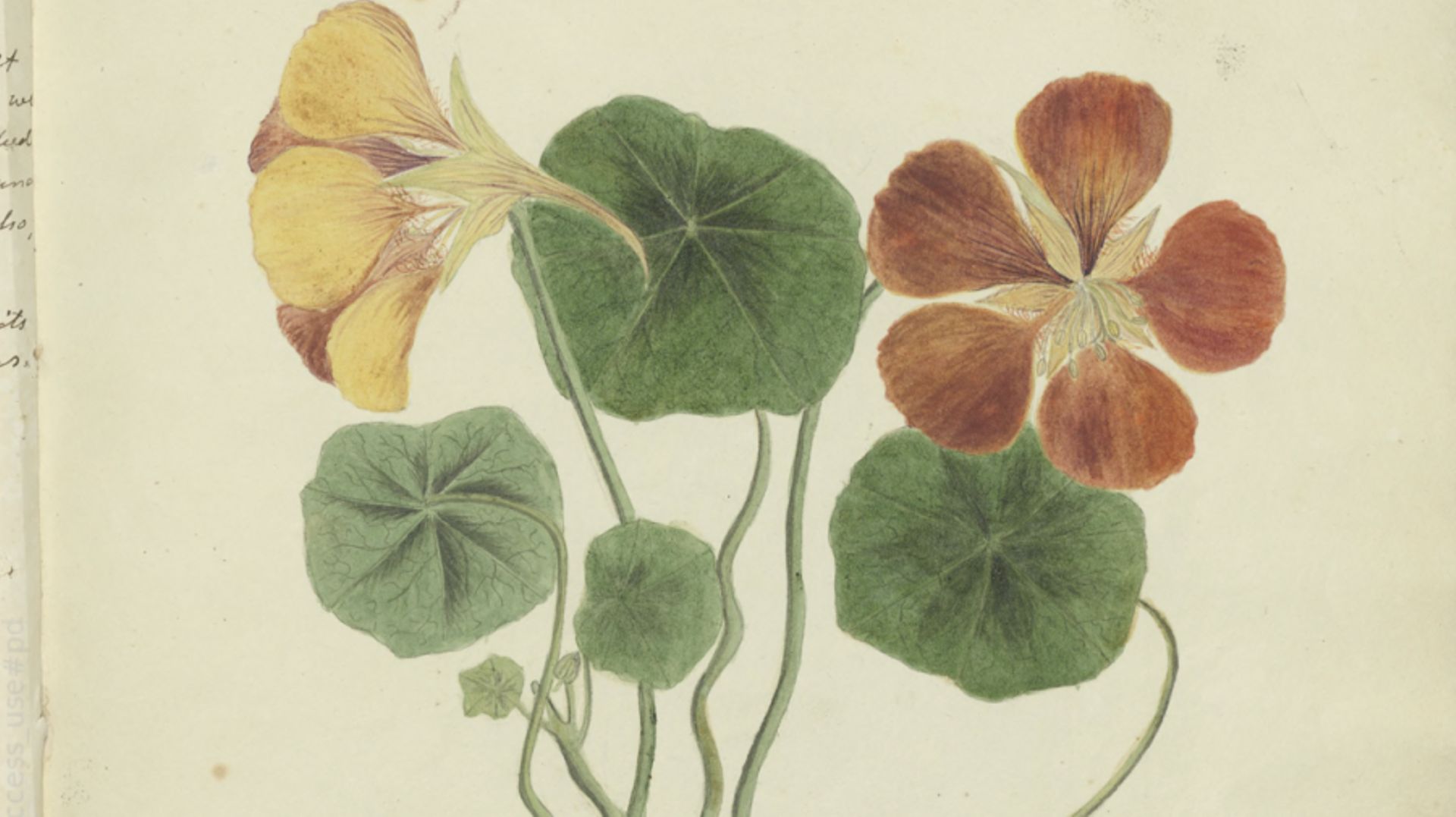 Un manuscrit de botanique de la flore cubaine du 19e siècle numérisé