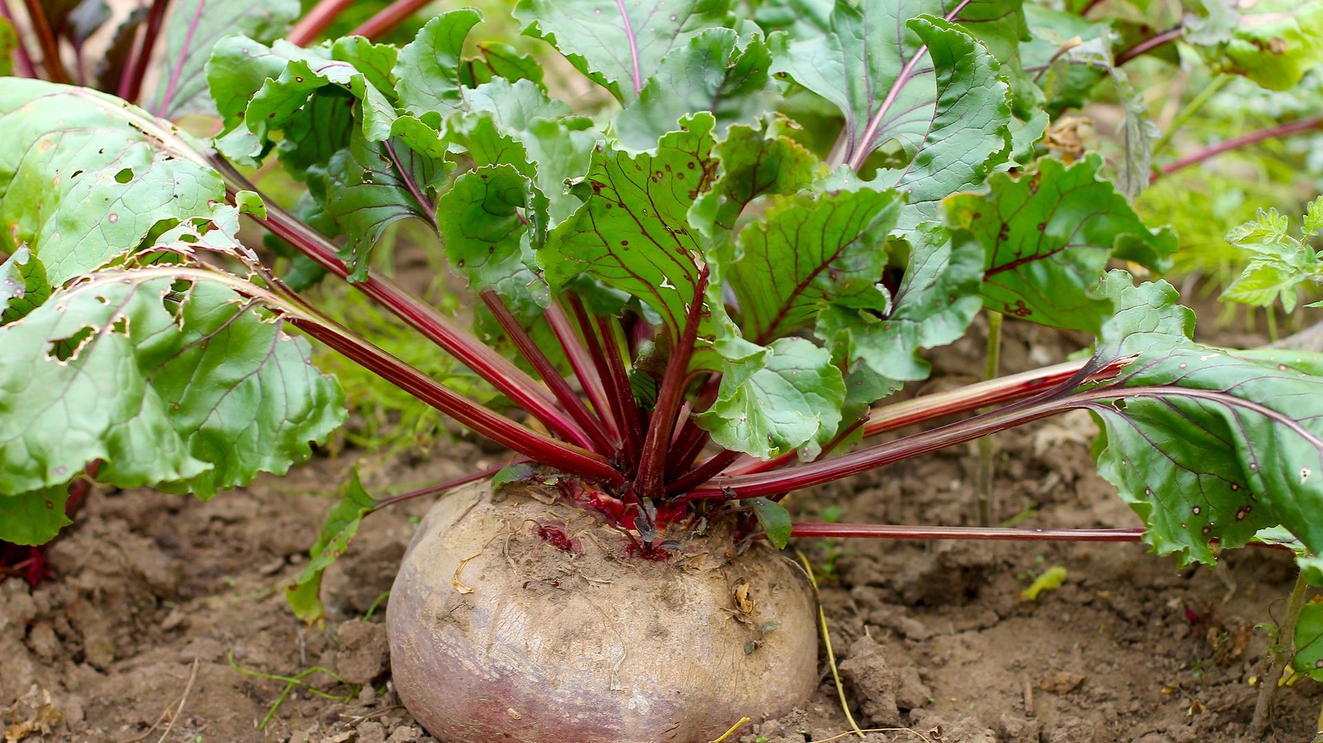 La Betterave (Beta vulgaris) est un légume-racine très rustique. Il se récolte la première année de culture.