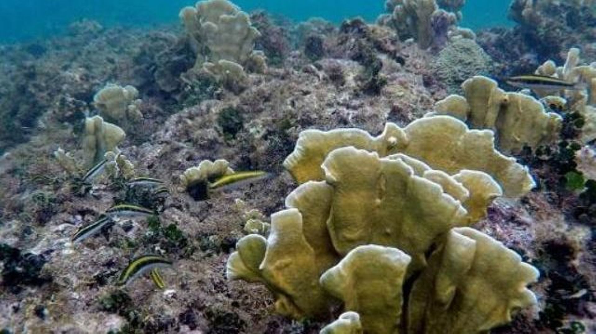 Des chercheurs pointent l'"effondrement" de la biodiversité en Méditerranée en 30 ans