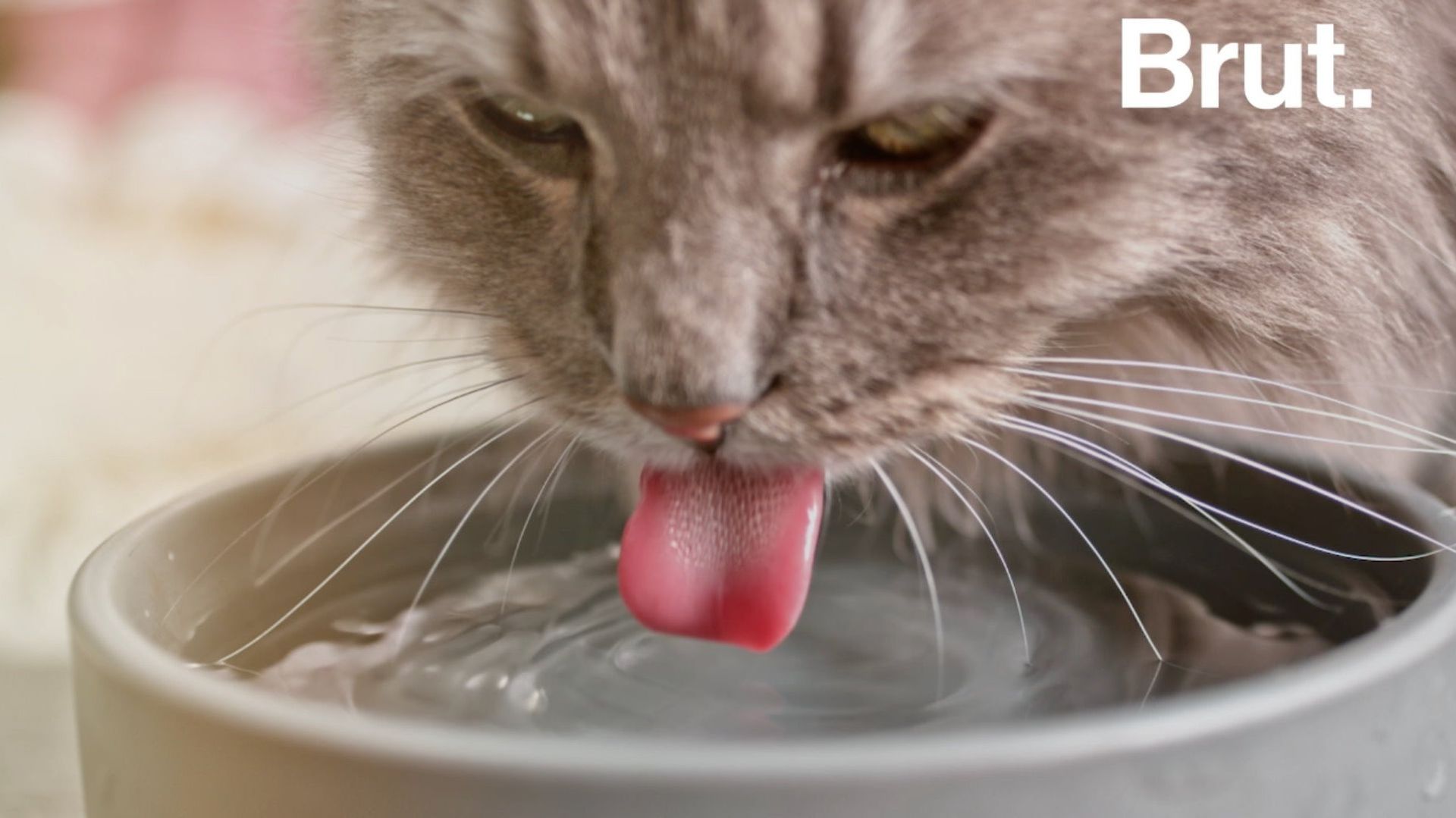 Mais pourquoi les chats ont-ils une langue râpeuse ?  