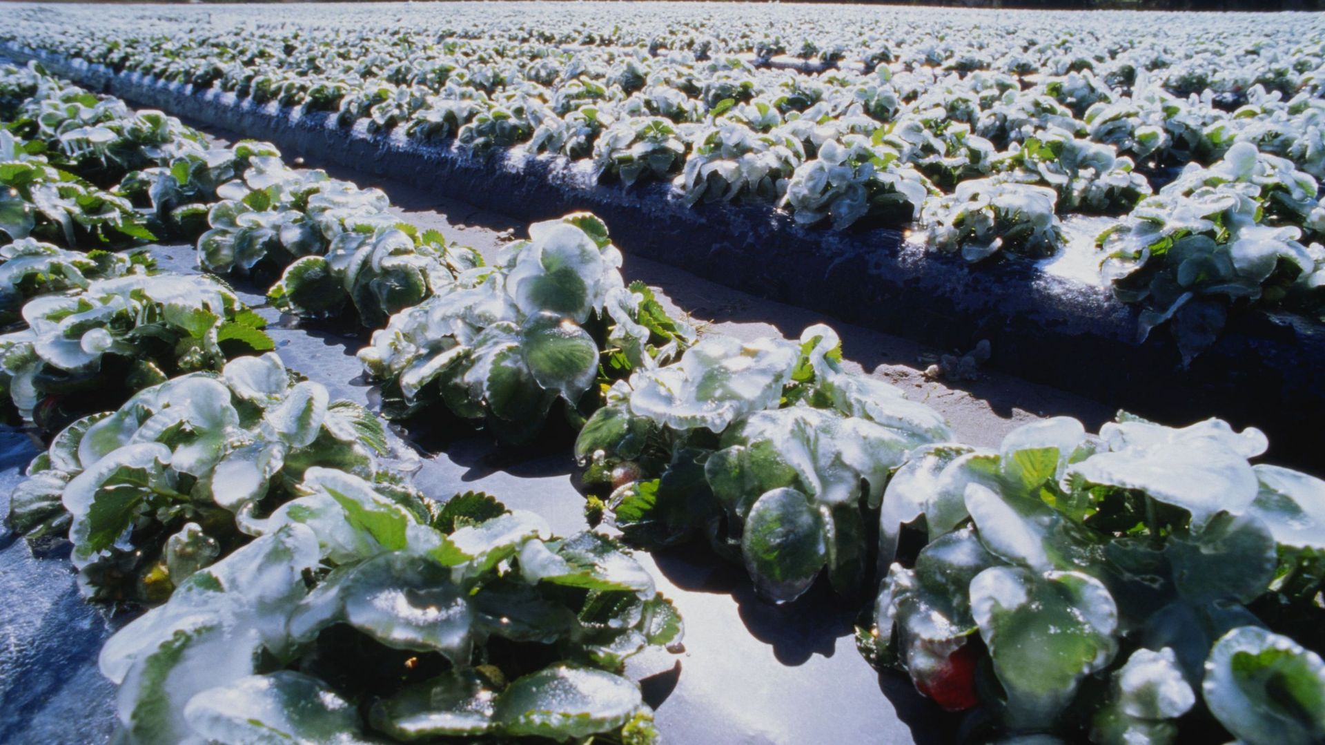 Strawberry plants covered in ice