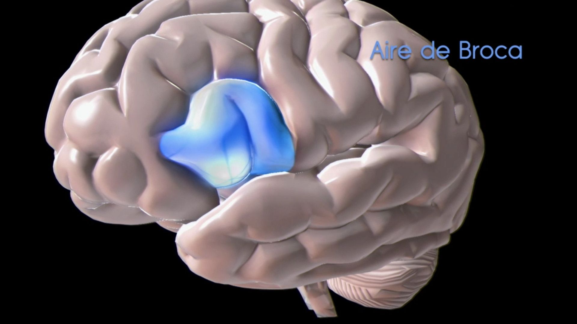 L’aire de Broca : la zone du langage, située dans le lobe frontal.