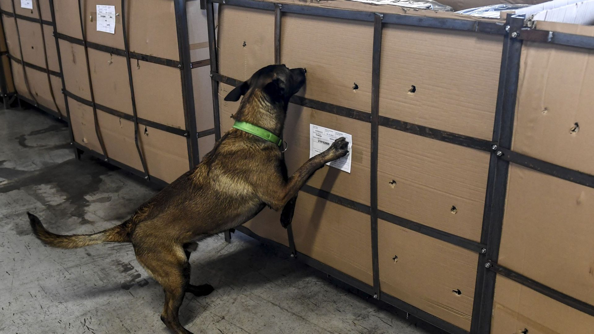 Un chien détecteur de drogue en action lors d’un contrôle douanier à Anvers. Photo d’illustration