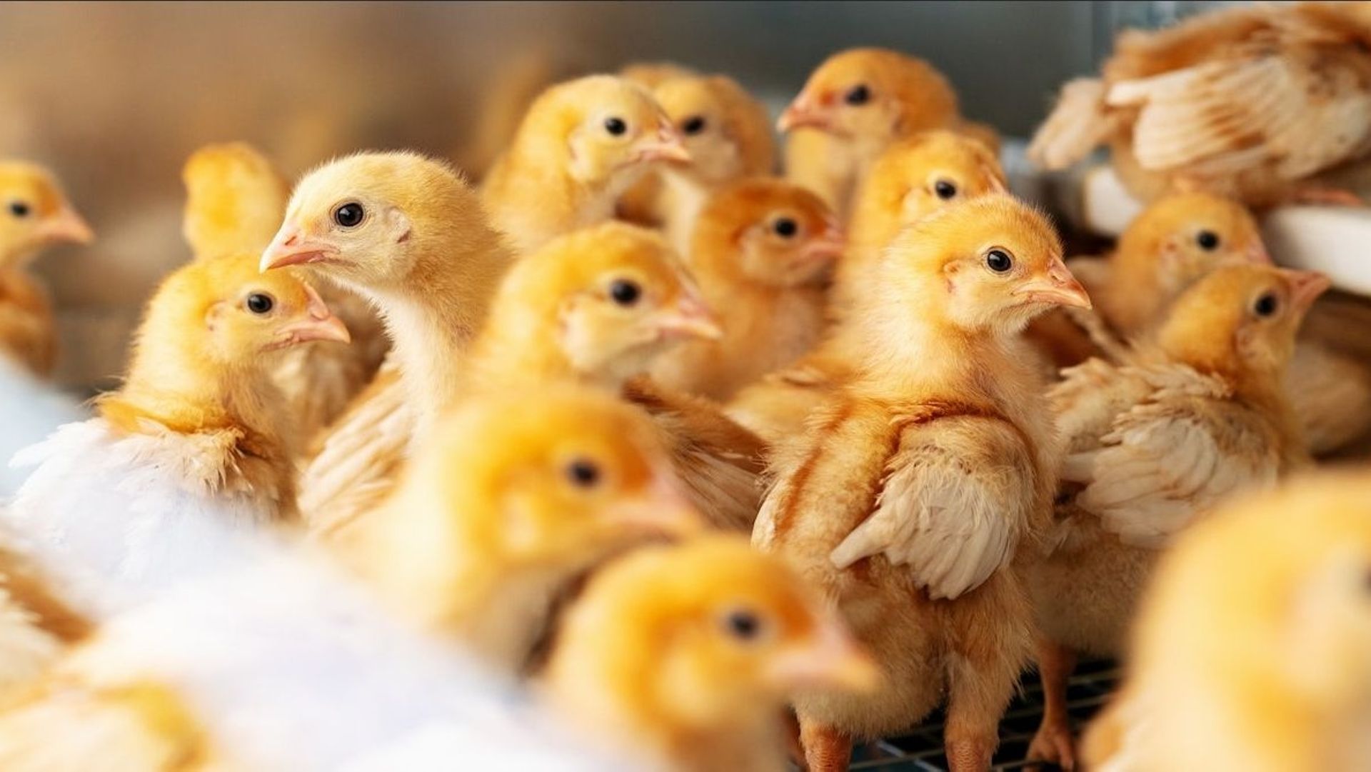 Quels critères retenir pour une étiquette sur le bien-être animal