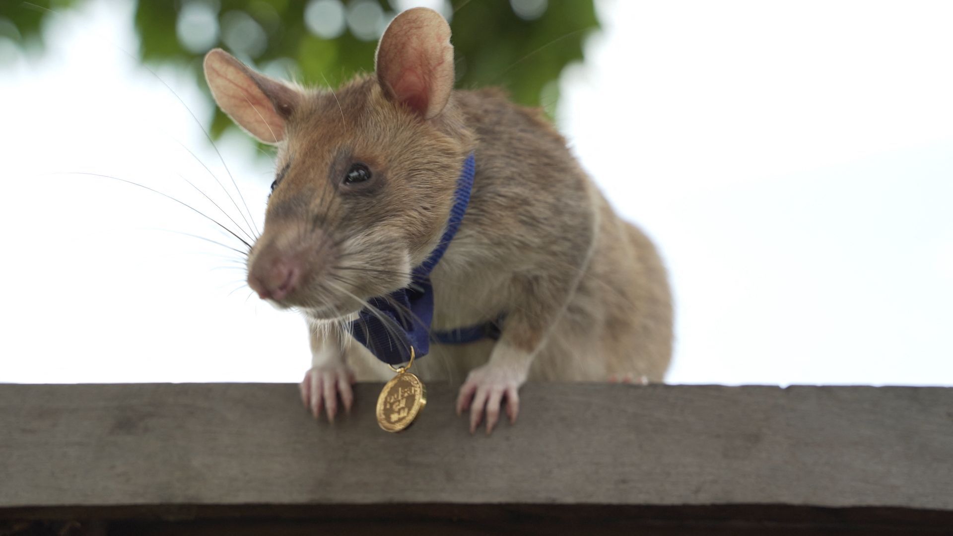 Photo non datée de Magawan, un rat africain géant détecteur de mines au Cambodge, fournie le 25 septembre 2020 par l'association britannique de protection des animaux PDSA qui lui a décerné une médaille d'or pour sa bravoure.