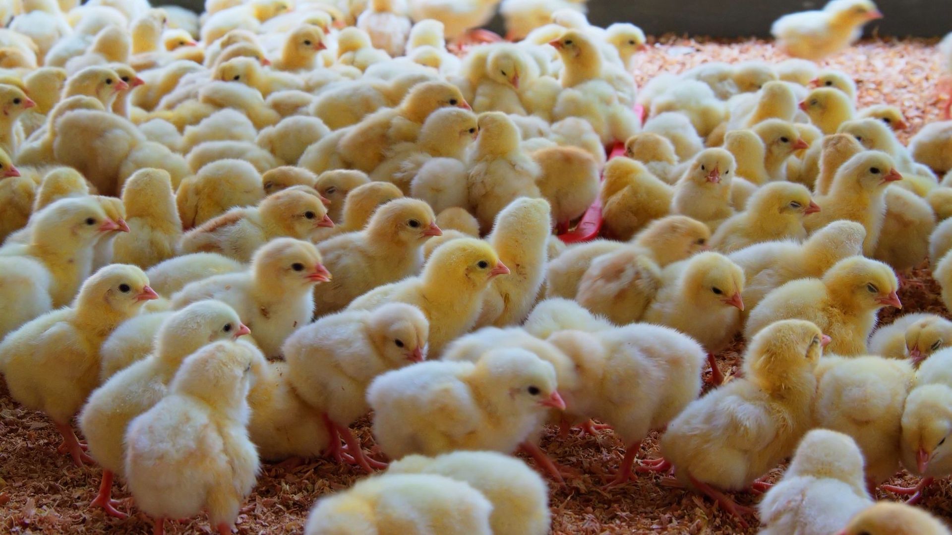 Pays-Bas : 200.000 poussins abattus pour endiguer la grippe aviaire