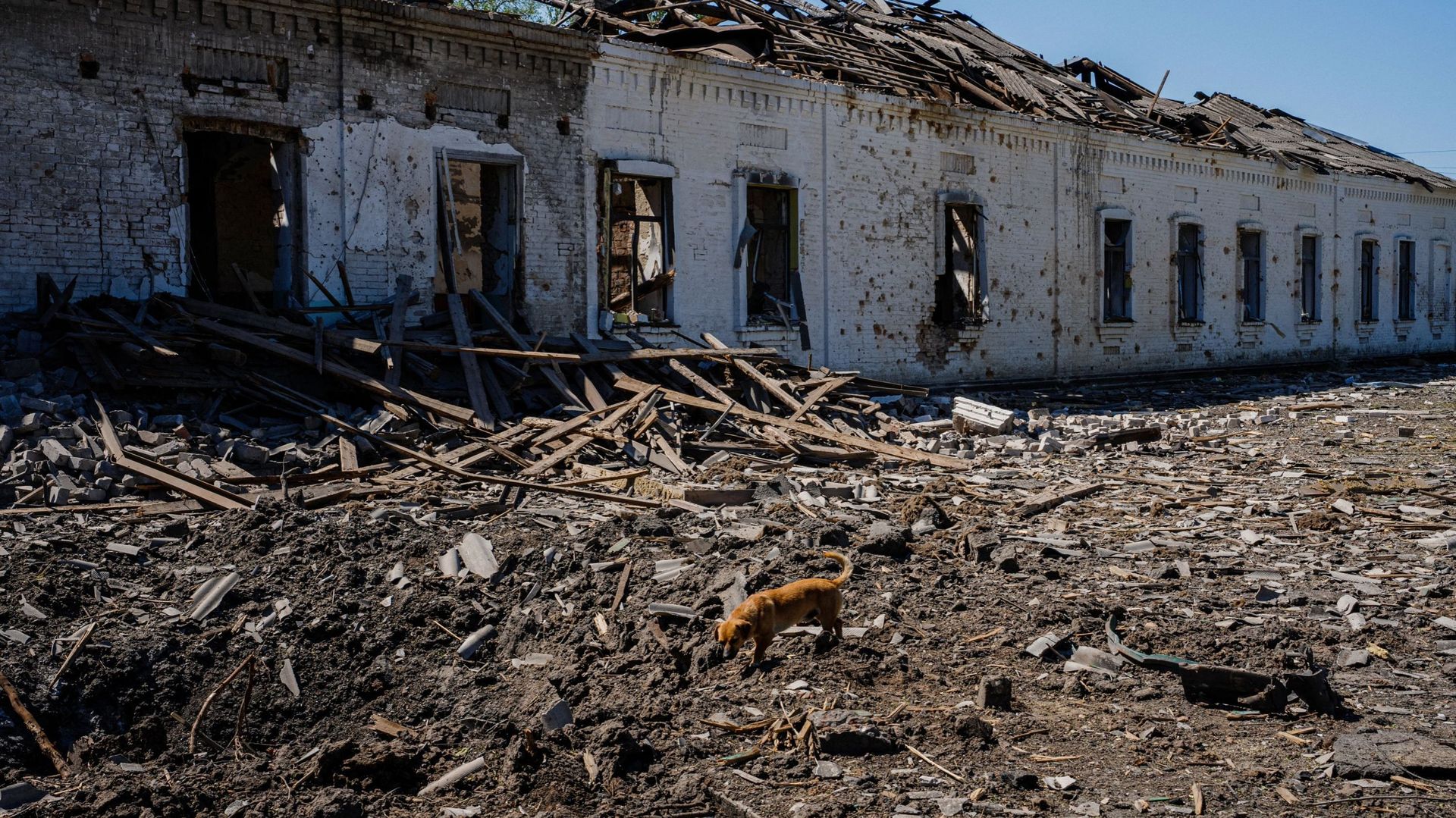 Un chien marche sur les débris d'un bâtiment détruit après un bombardement aérien dans la ville d'Orikhiv, dans la région de Zaporizhzhia, le 7 mai 2023.
