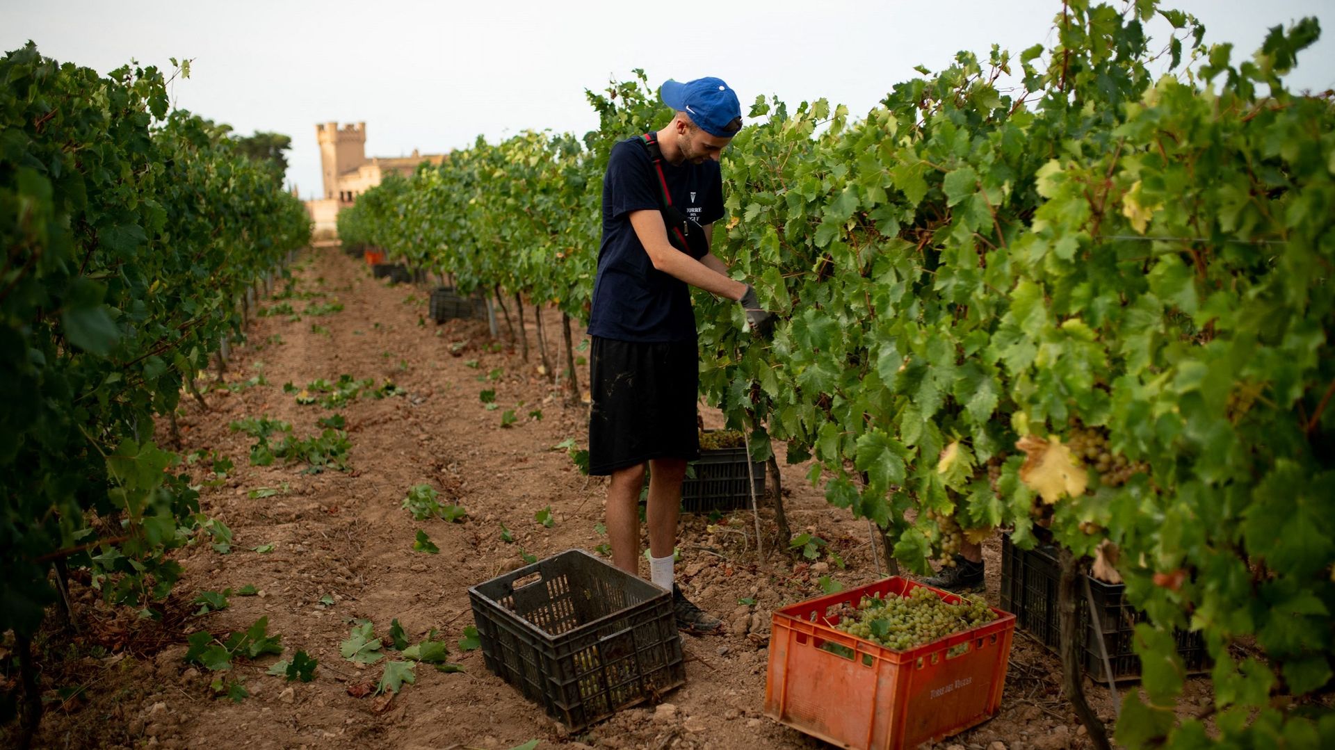 En soixante ans, la température moyenne a augmenté de 1,3 degré en Espagne, pays comptant le plus grand vignoble du monde en superficie (961.000 hectares) et troisième producteur mondial.