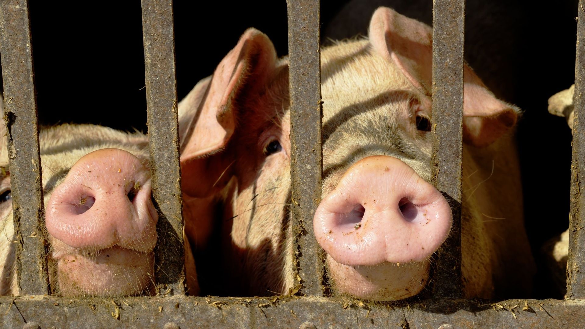 Il y a trop d’azote en Flandre. Il vient notamment des exploitations de porcs.