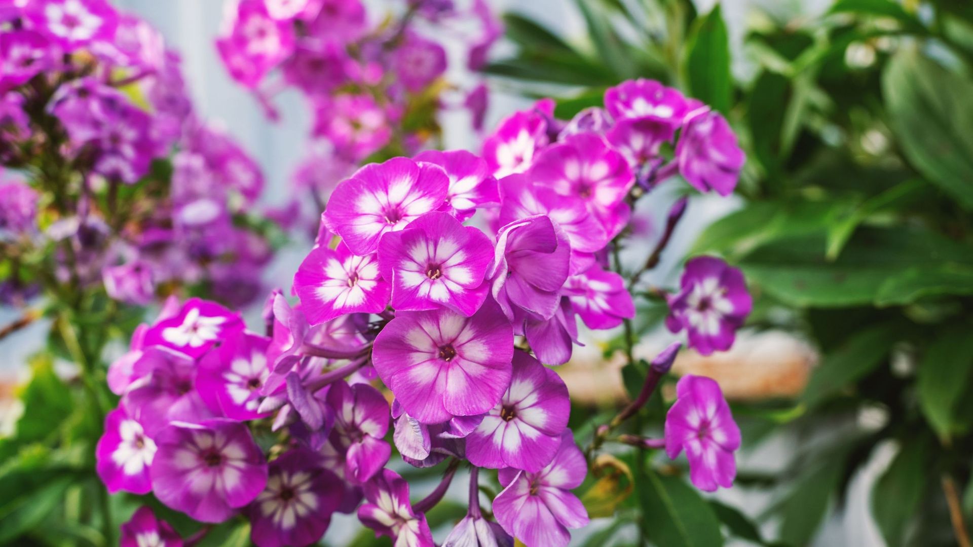 Le Phlox ' Purple Eye Flame ‘ est une nouvelle variété délicieusement parfumée. Elle a été primée par Royal Horticultural Society