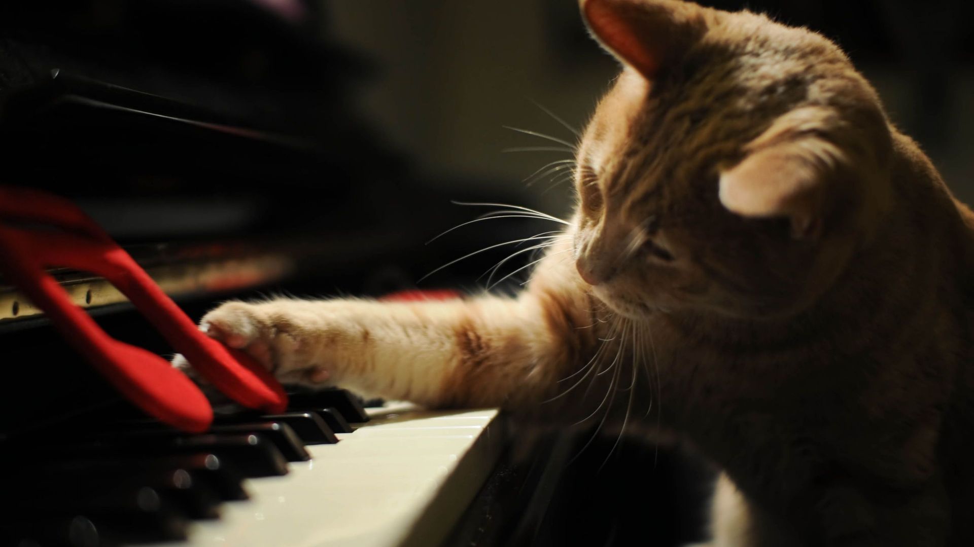 un-chat-pianiste-oui-ca-existe