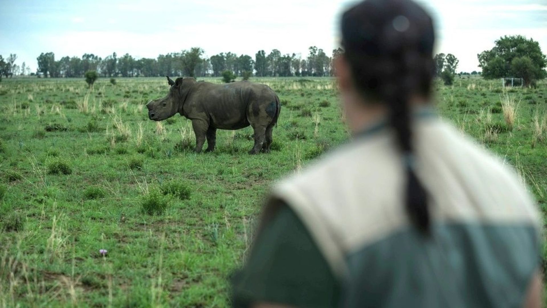 Afrique du Sud : le plus grand élevage de rhinocéros au monde mis aux enchères.