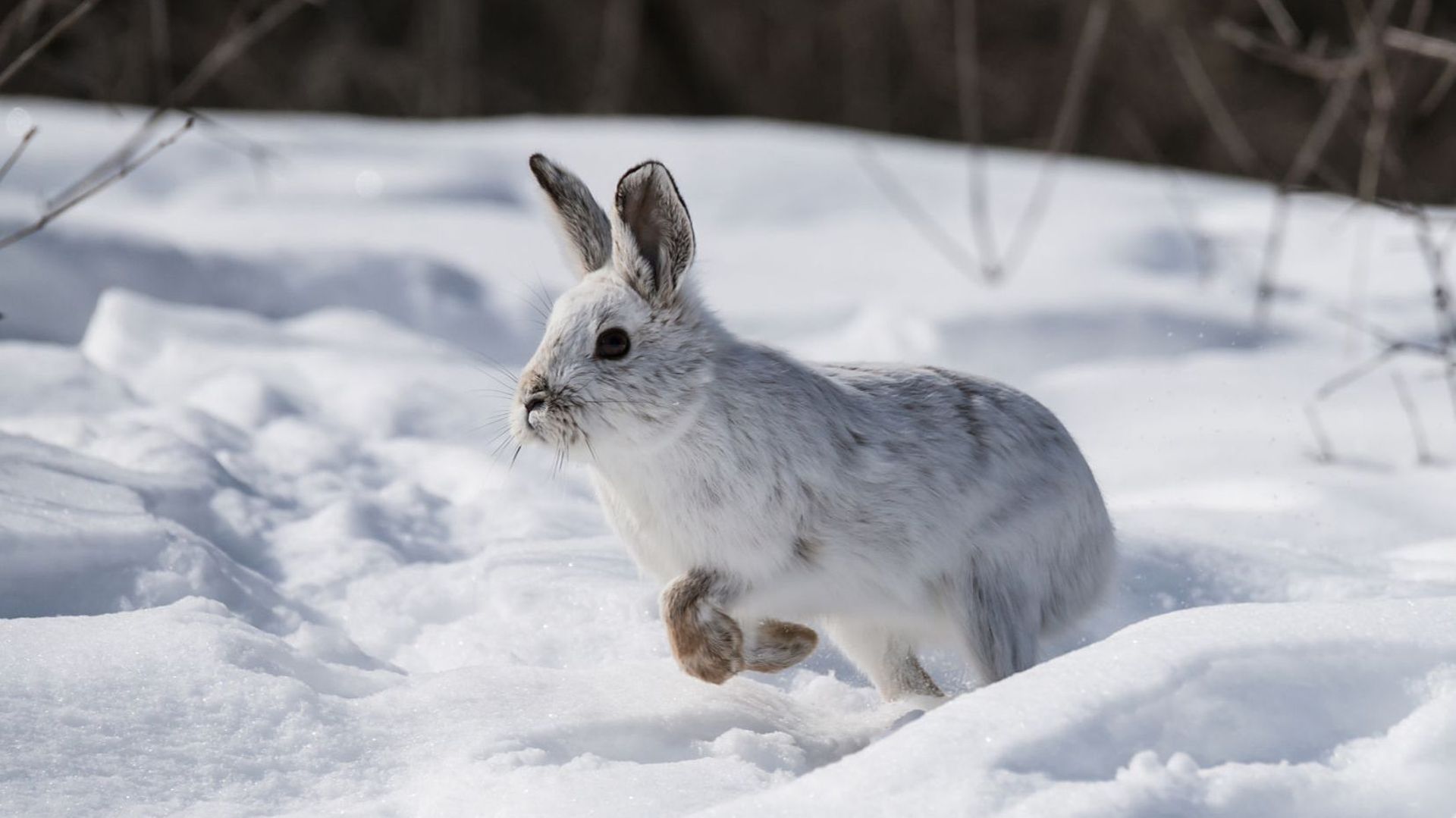 Ces animaux cessent de changer de couleur l'hiver, car il n'y a plus assez de neige !