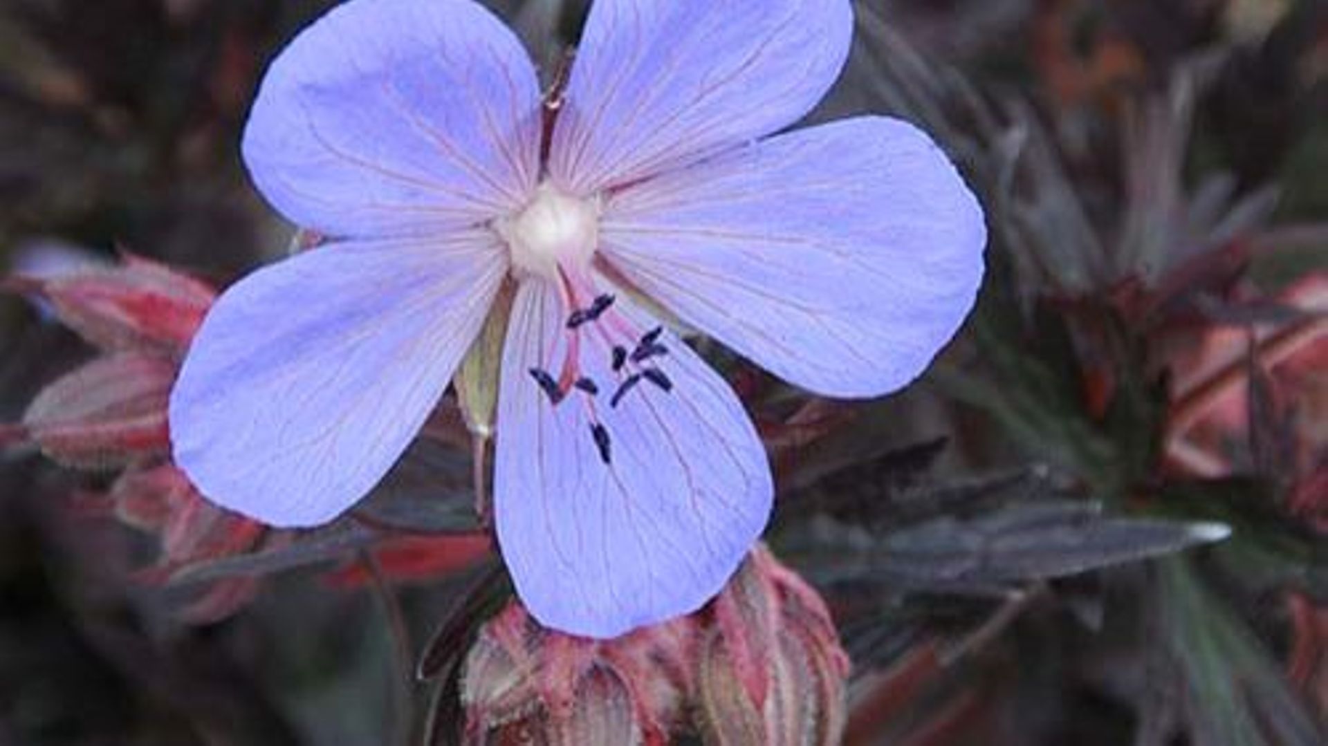 fleur du Geranium pratense 'Black Beauty'