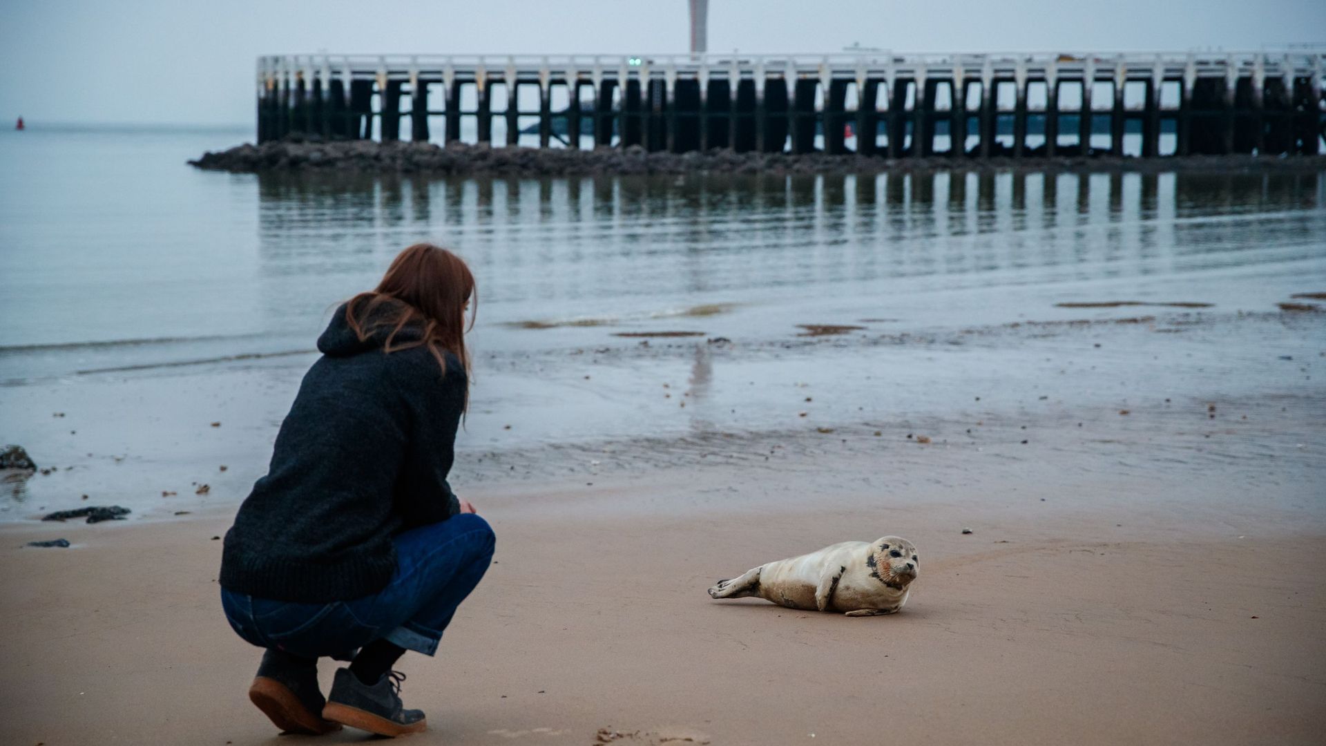 Lorsque les phoques viennent se reposer sur le rivage, ils peuvent être importunés par des personnes ou des chiens qui ne sont pas tenus en laisse.