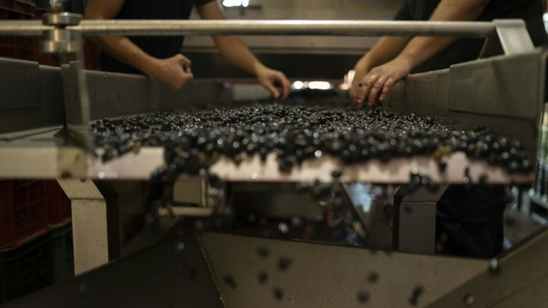 Sur la table de tri dans le vignoble de la bodega Bouza, à Melilla, en Uruguay. 