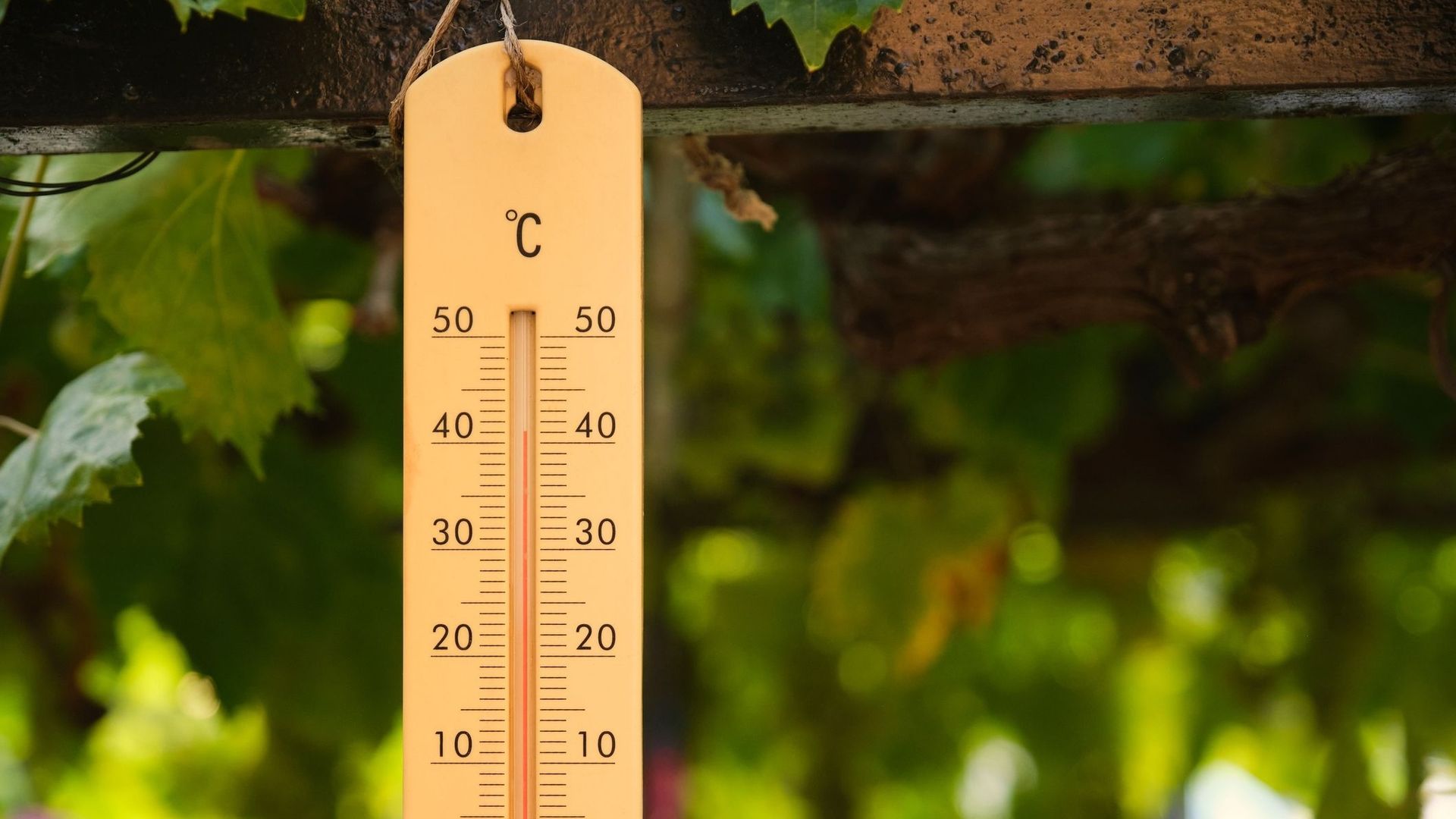 Idéalement, le thermomètre à placer dans la serre doit être de type « minima-maxima » pour conserver chaque jour l’indication des températures extrêmes.