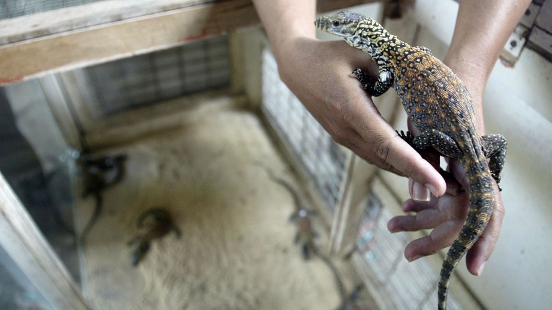 Le bébé dragon de Komodo né au zoo de Surabaya