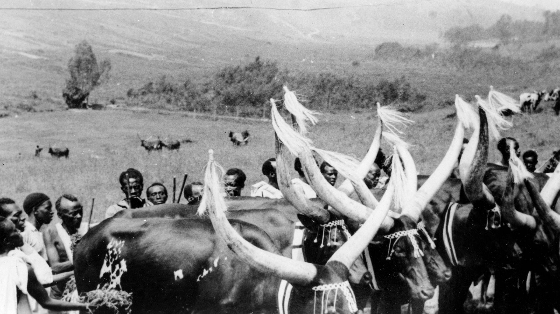Cette photo non datée montre un troupeau, au Congo, avant l'accueil d'un dignitaire belge.