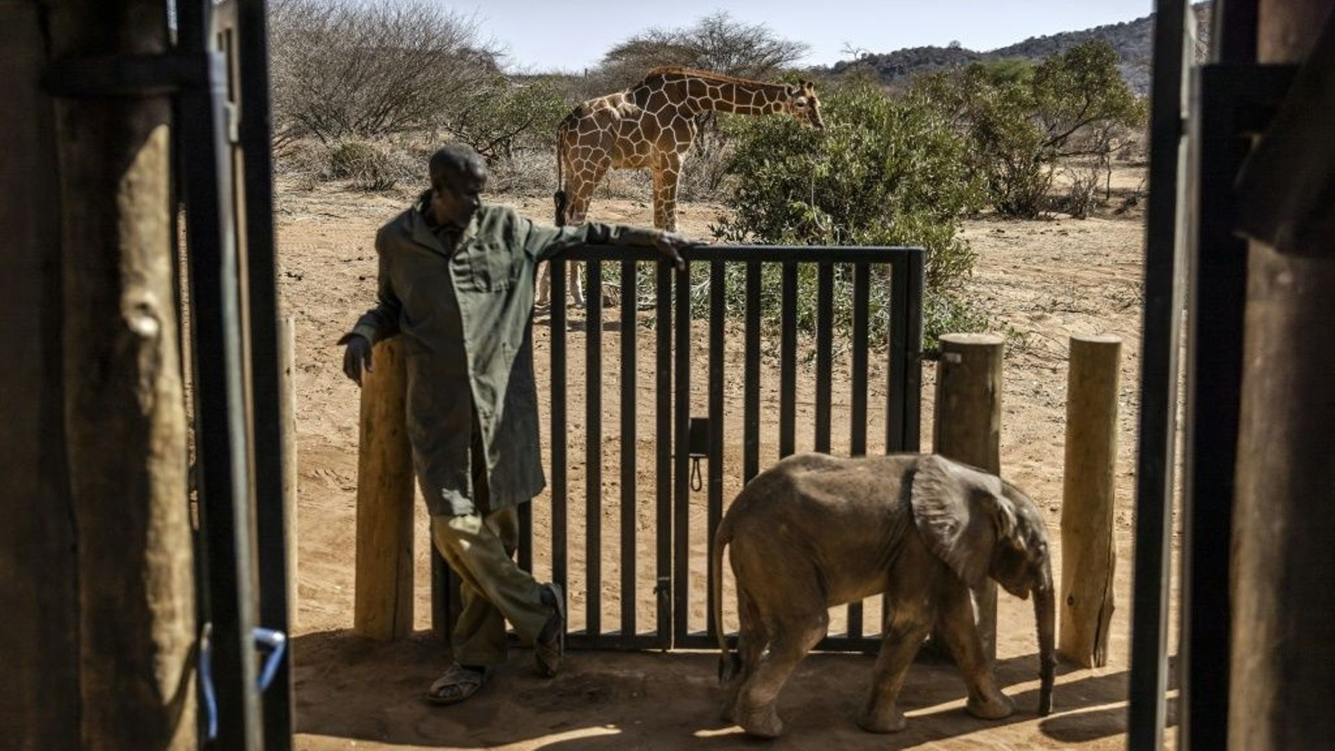 Un girafe sauvage broute devant un éléphanteau près de la zone de quarantaine du sanctuaire pour éléphants Reteti à Samburu, au Kenya, le 12 octobre 2022.
