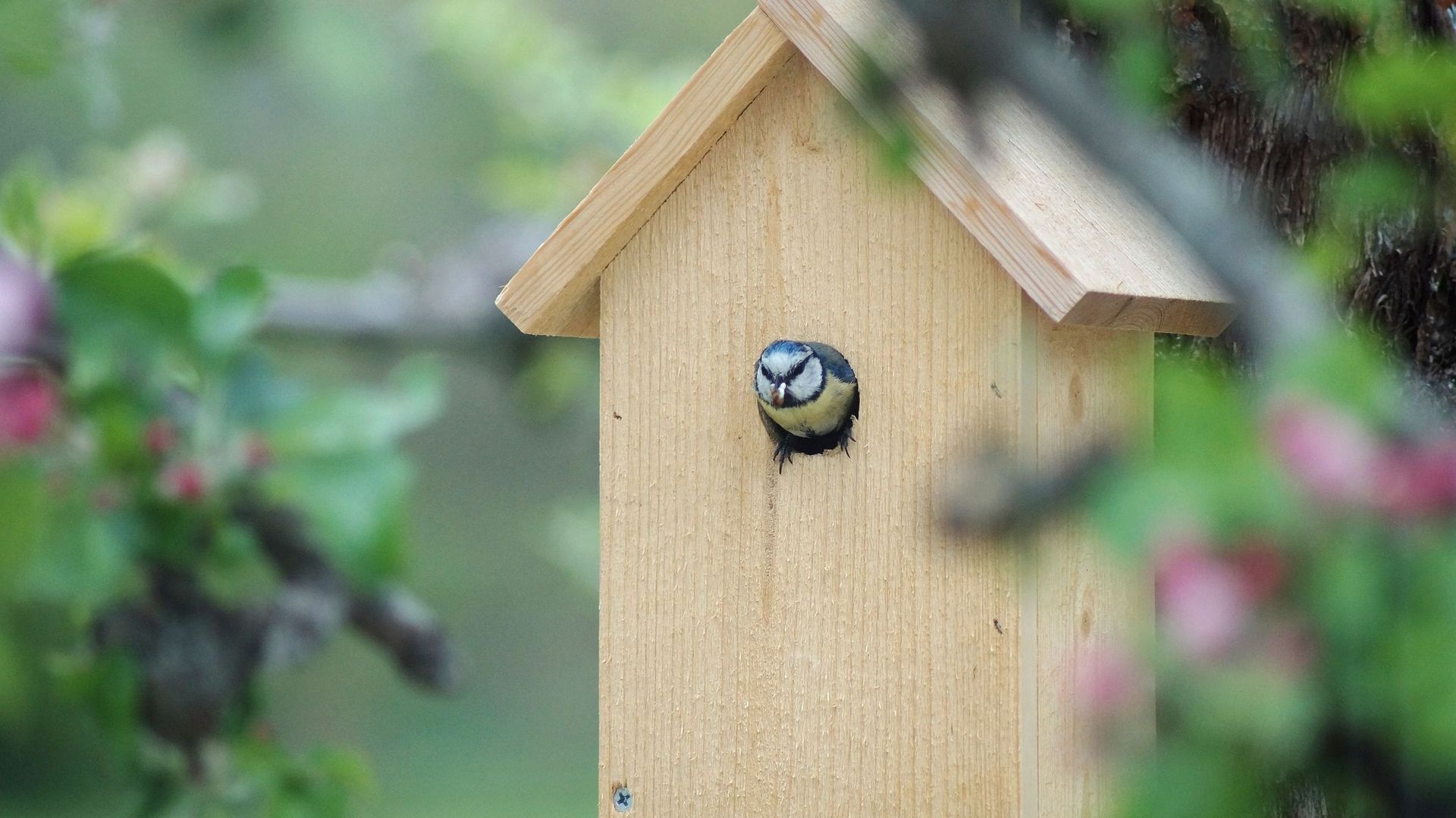 Placer des nichoirs pour les oiseaux au jardin : une foule de conseils 
