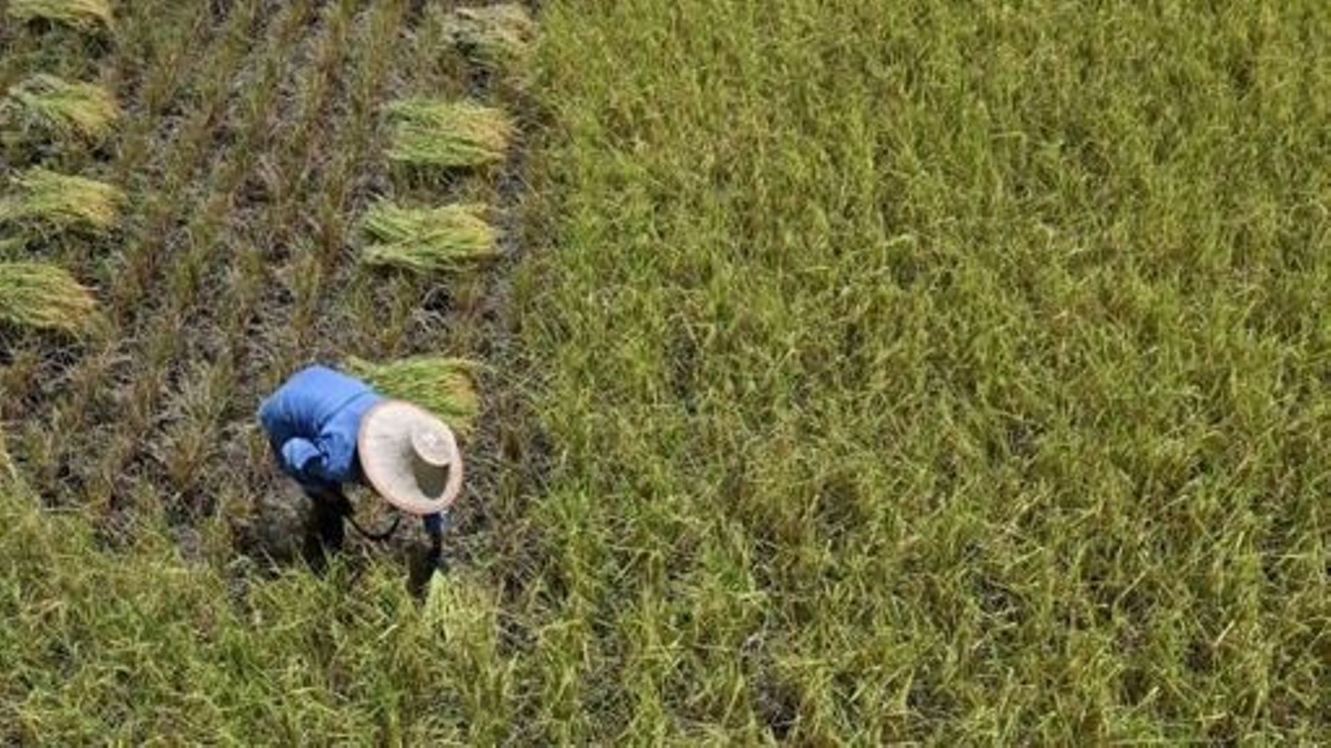 L'arrêt des exportations d'huile de palme par l'Indonésie va affecter  l'Inde, le Pakistan et le Bangladesh