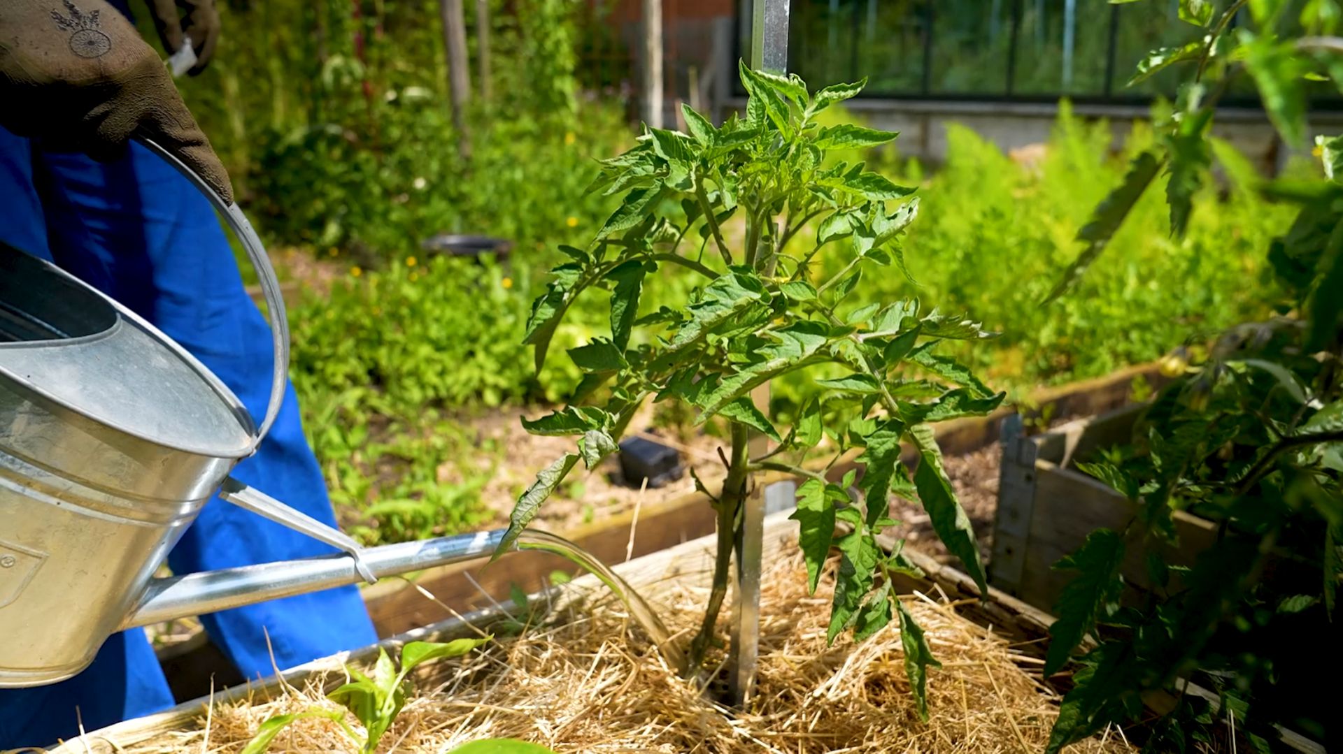Entretenir Plant De Tomate
