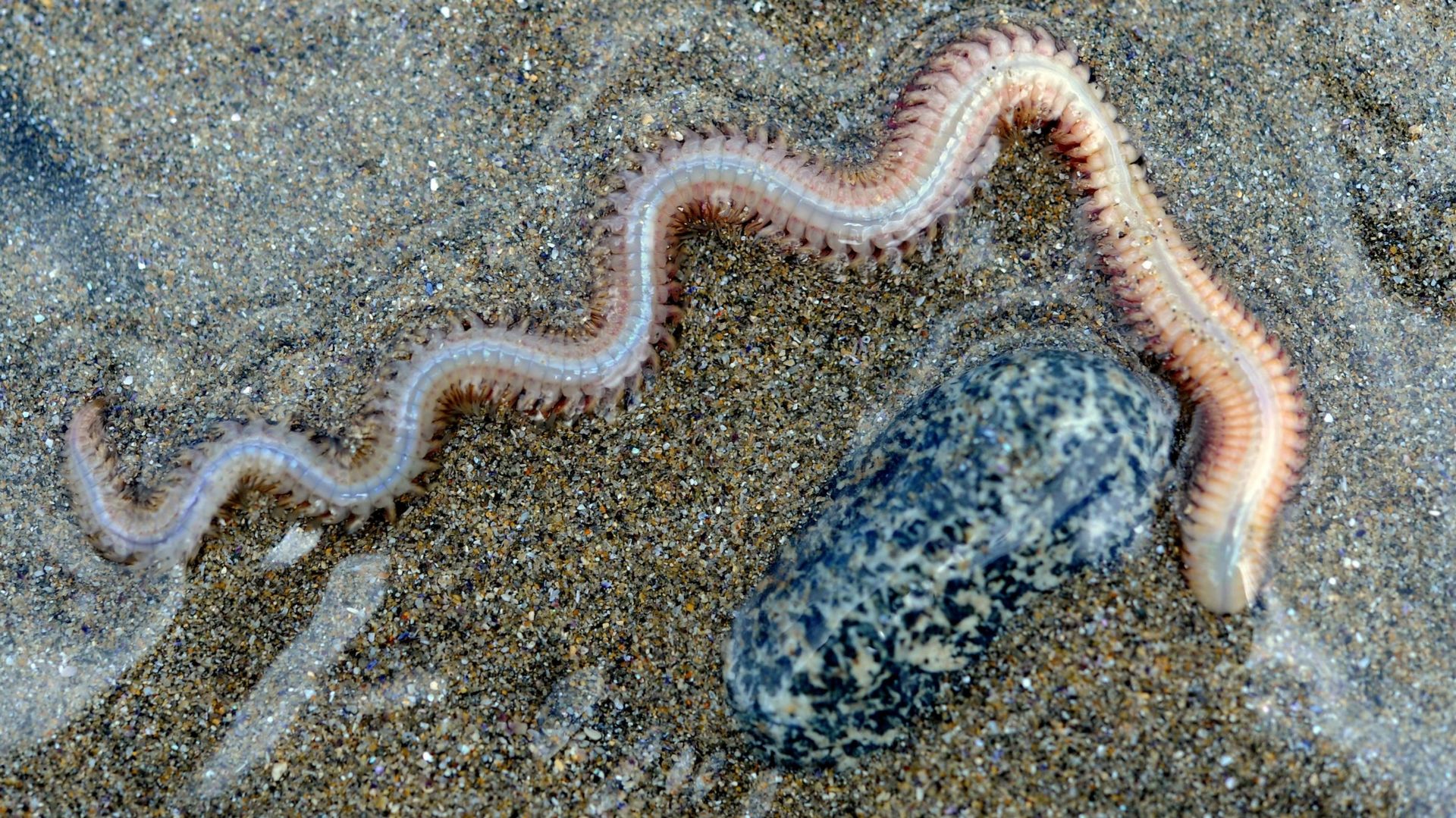 Морской червь размер. Пескожил кольчатые черви. Морской кольчатый червь. Червяк пескожил морской.