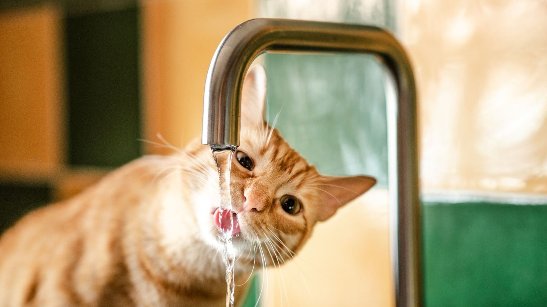 Le chat préfère l’eau qui coule à l’eau stagnante de son bol.