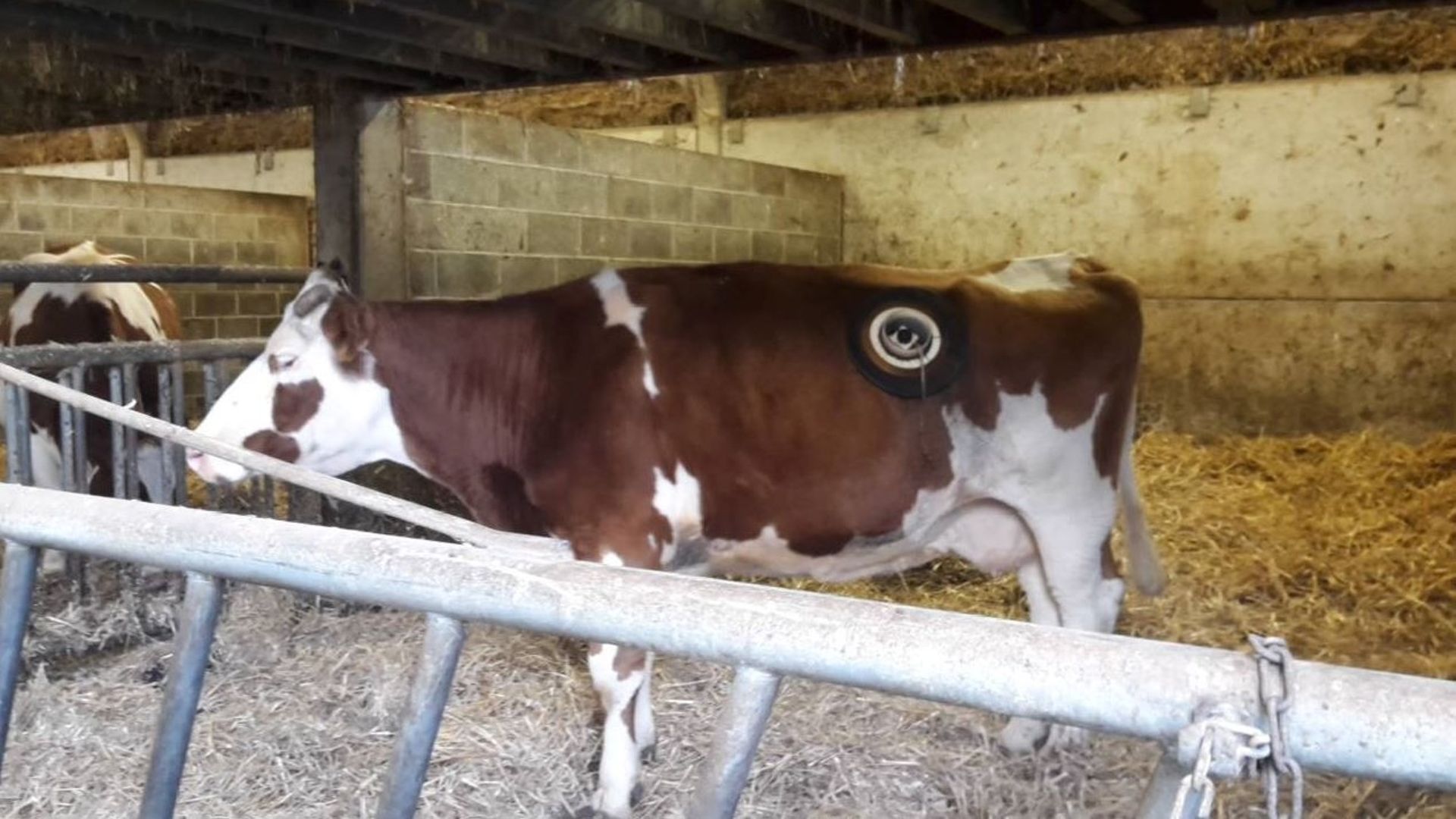Gembloux: des vaches 'hublots' pour améliorer l'environnement - RTBF Actus