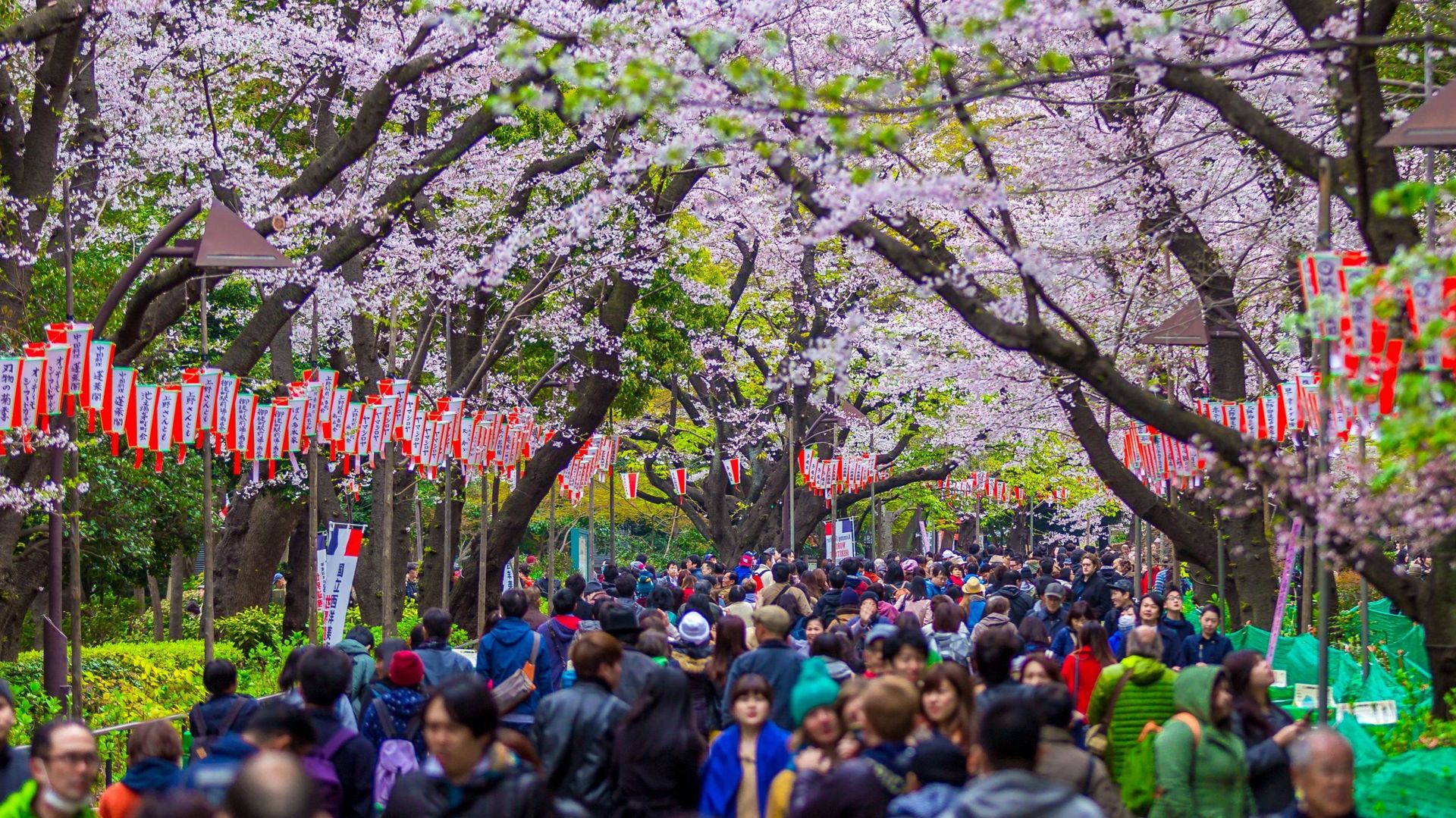 Conseils pour cultiver un cerisier du Japon, un arbre ornemental à la ...