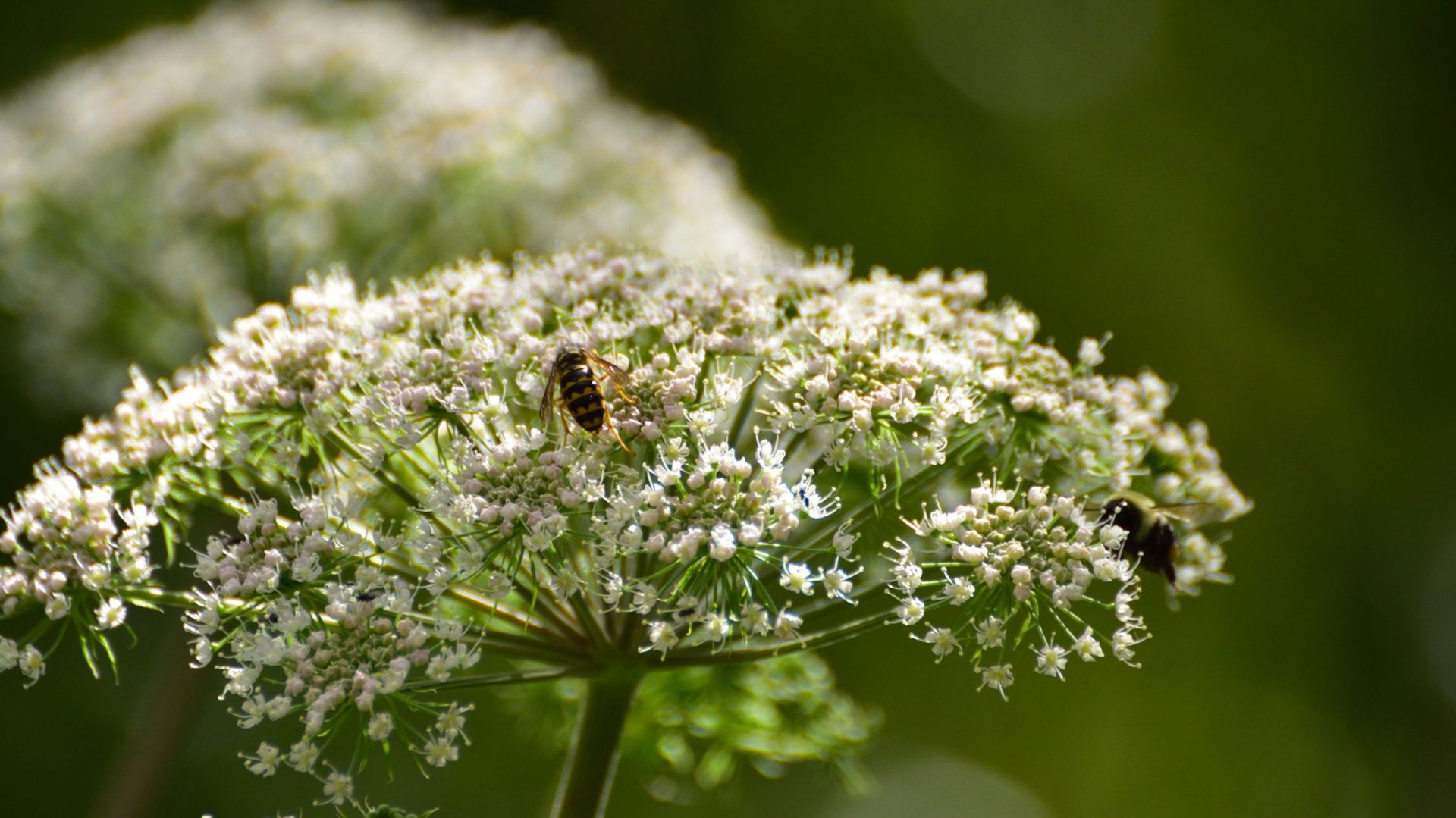 Wasp and Bee on some Queen Anne&#39;s Lace Close Up Abstract