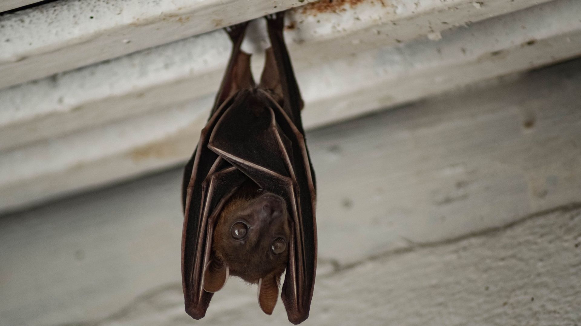 When renovation rhymes with destruction of biodiversity 'Today