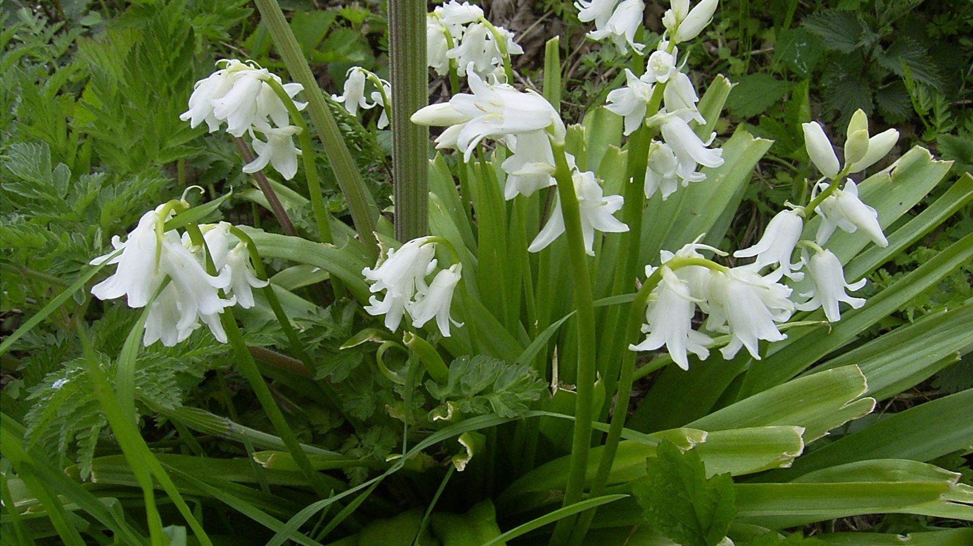 Scilla siberica 'Alba'