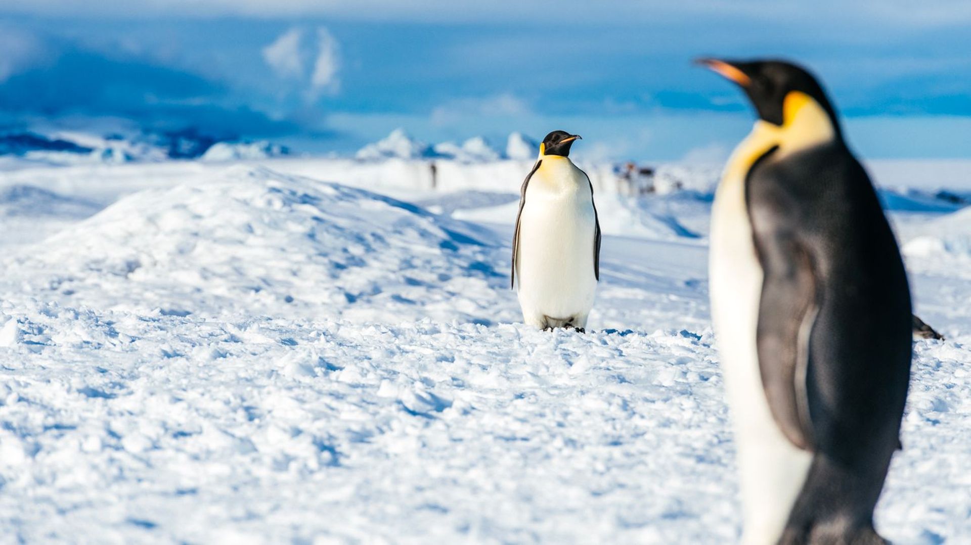 La colonie de manchots empereurs de Snow Hill en Antarctique