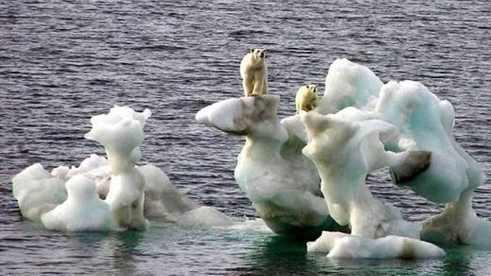 Quel avenir pour ces ours polaires ?