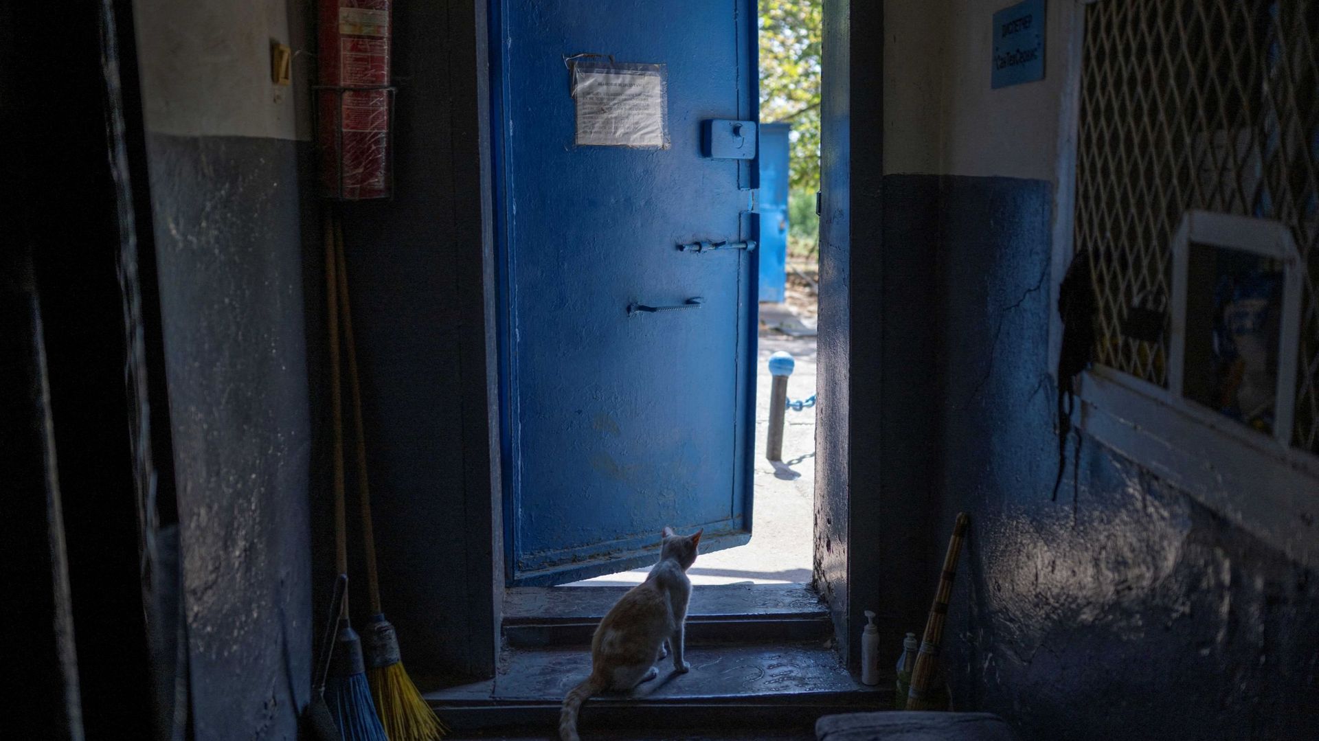 Un chat regarde à l'extérieur depuis une cave à Soledar où de lourds bombardements sont en cours, le 10 août 2022, dans le cadre de l'invasion de l'Ukraine par la Russie. 