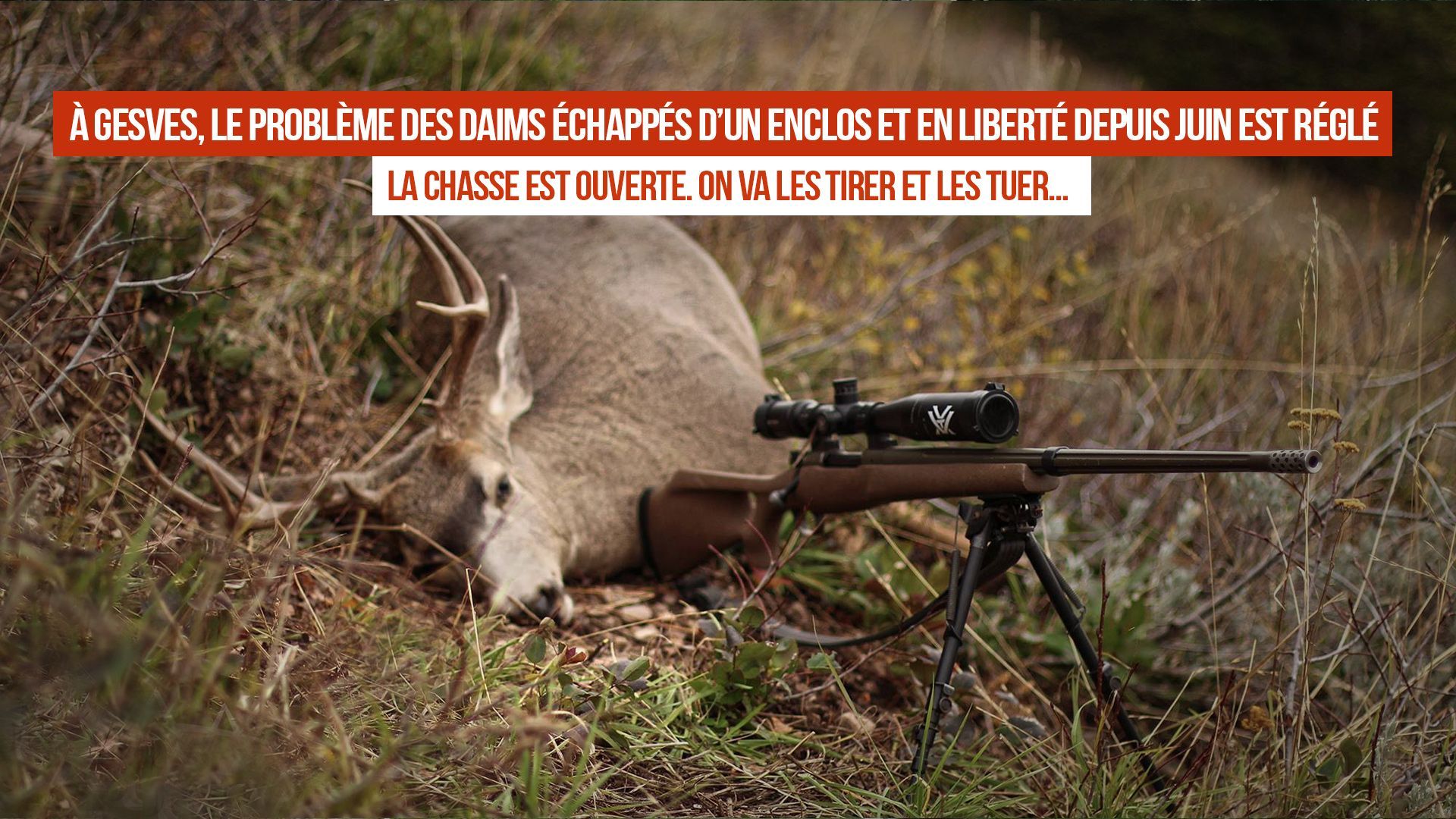 Gesves les daims chapp s d un enclos en juin dernier seront tuer par les chasseurs