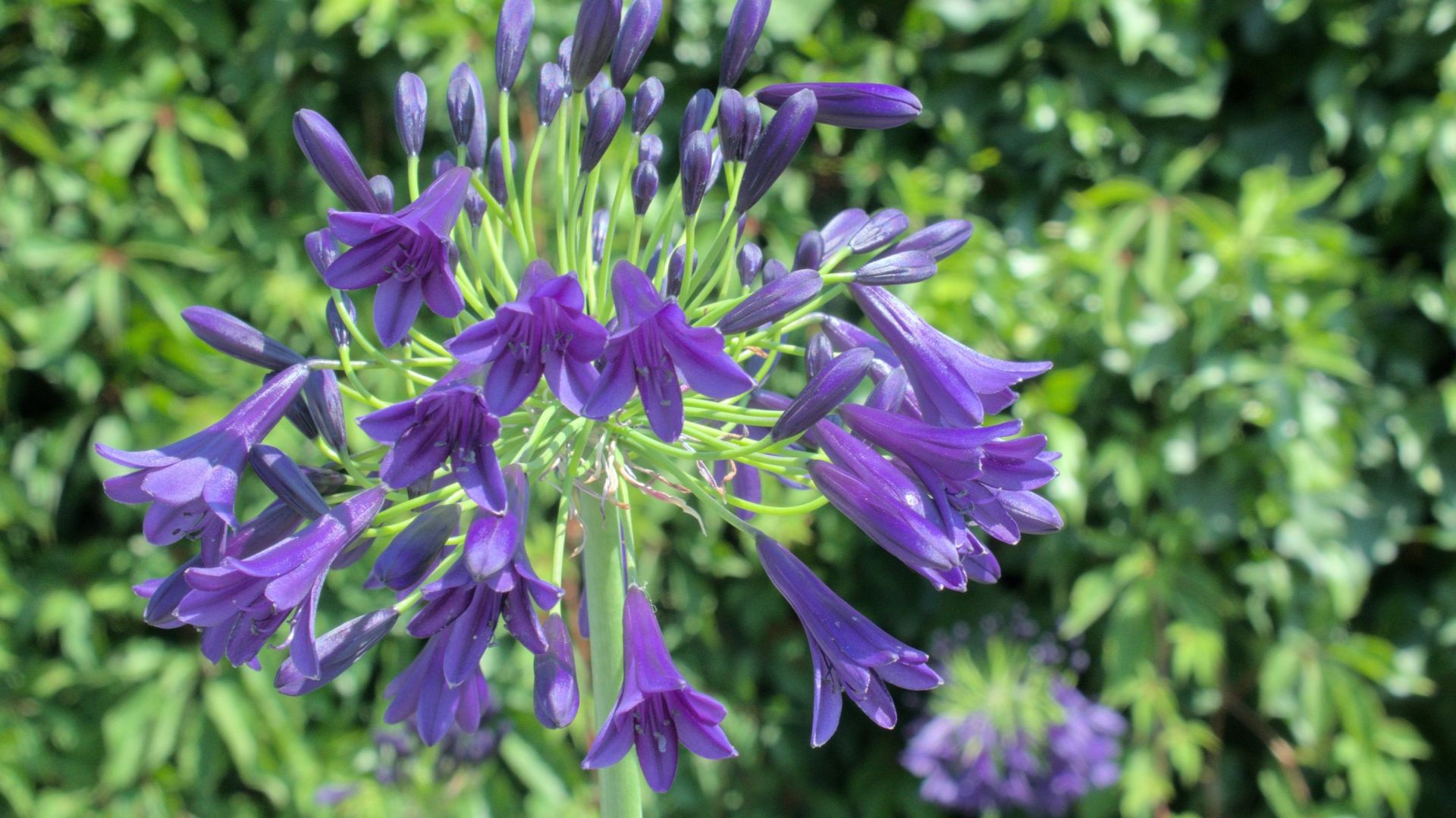 Les passionnés d’agapanthes apprécient les nouvelles variétés dont les boutons floraux sont particulièrement sombres, comme 'Delft Blue'.