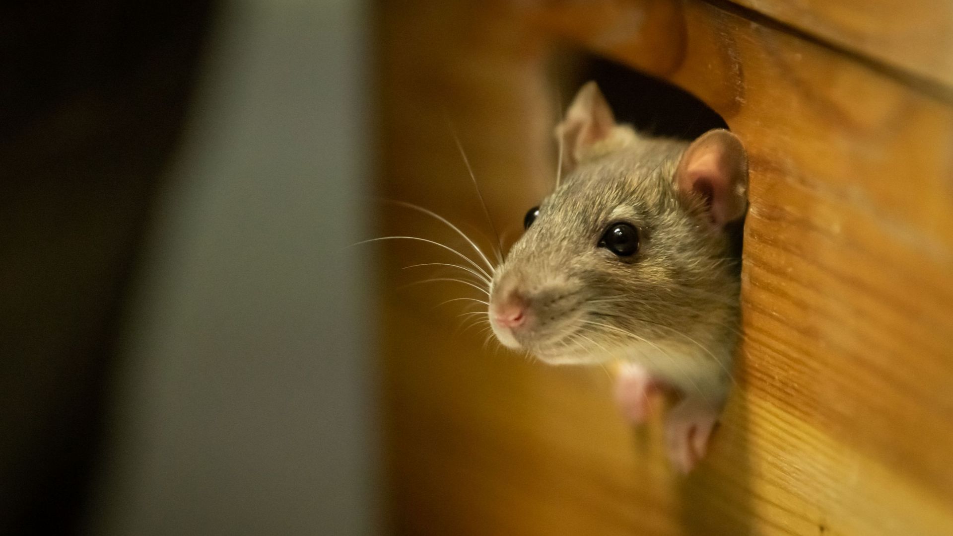 One cute rat looking out of a wooden box