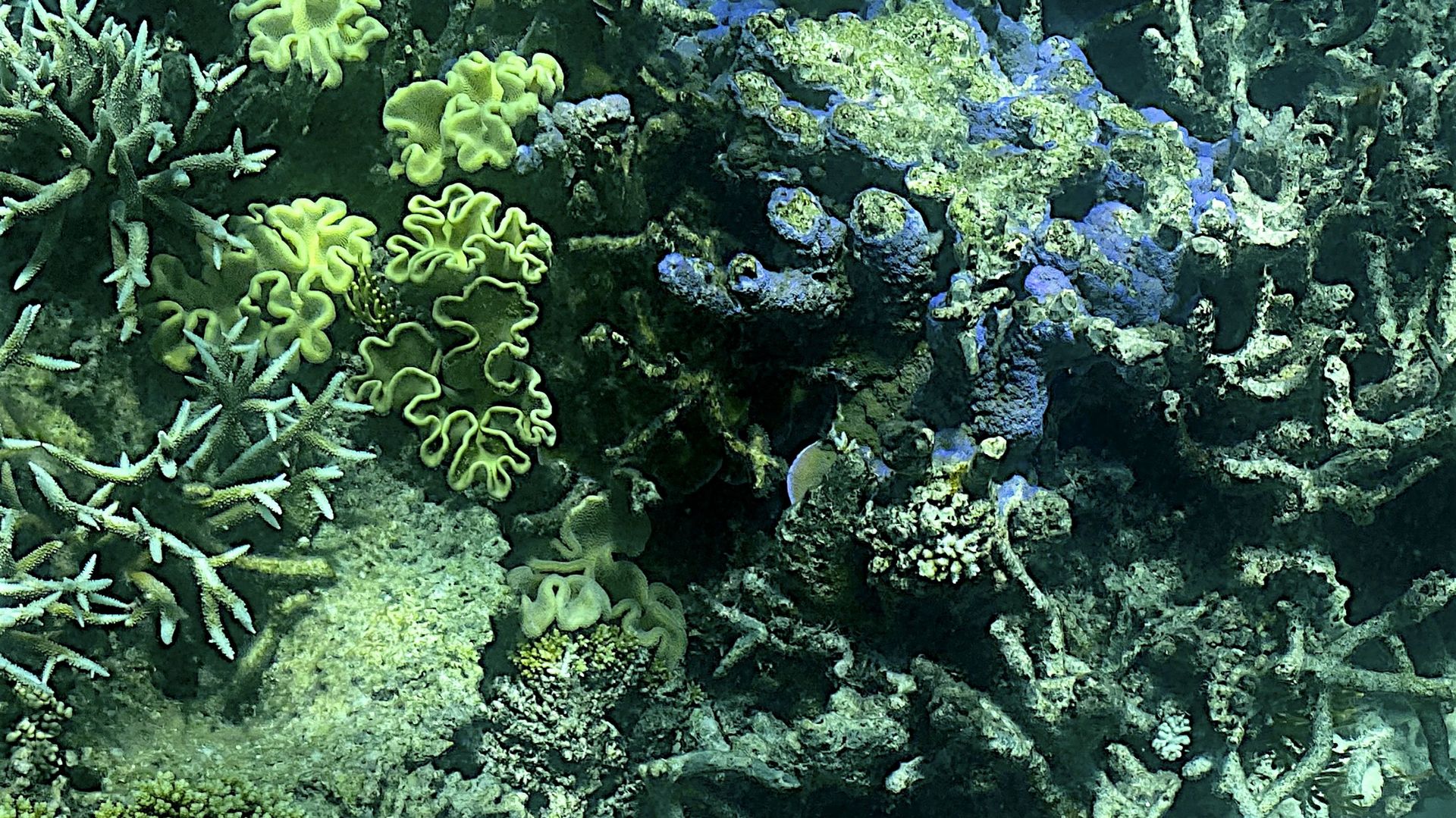 Cette photo prise le 7 mars 2022 montre l’état actuel du corail de la Grande Barrière de Corail d’Australie, qui a de nouveau été touchée par un blanchiment "généralisé", selon les autorités le 18 mars 2022.