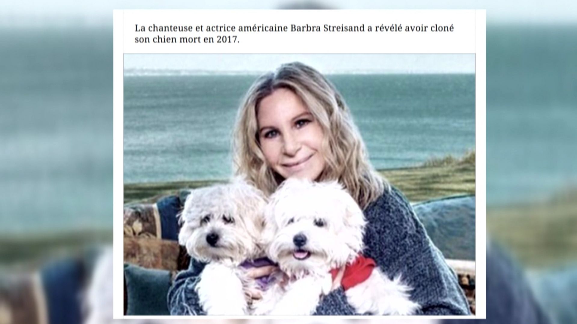 Barbra Streisand et ses deux Coton de Tuléar clonés